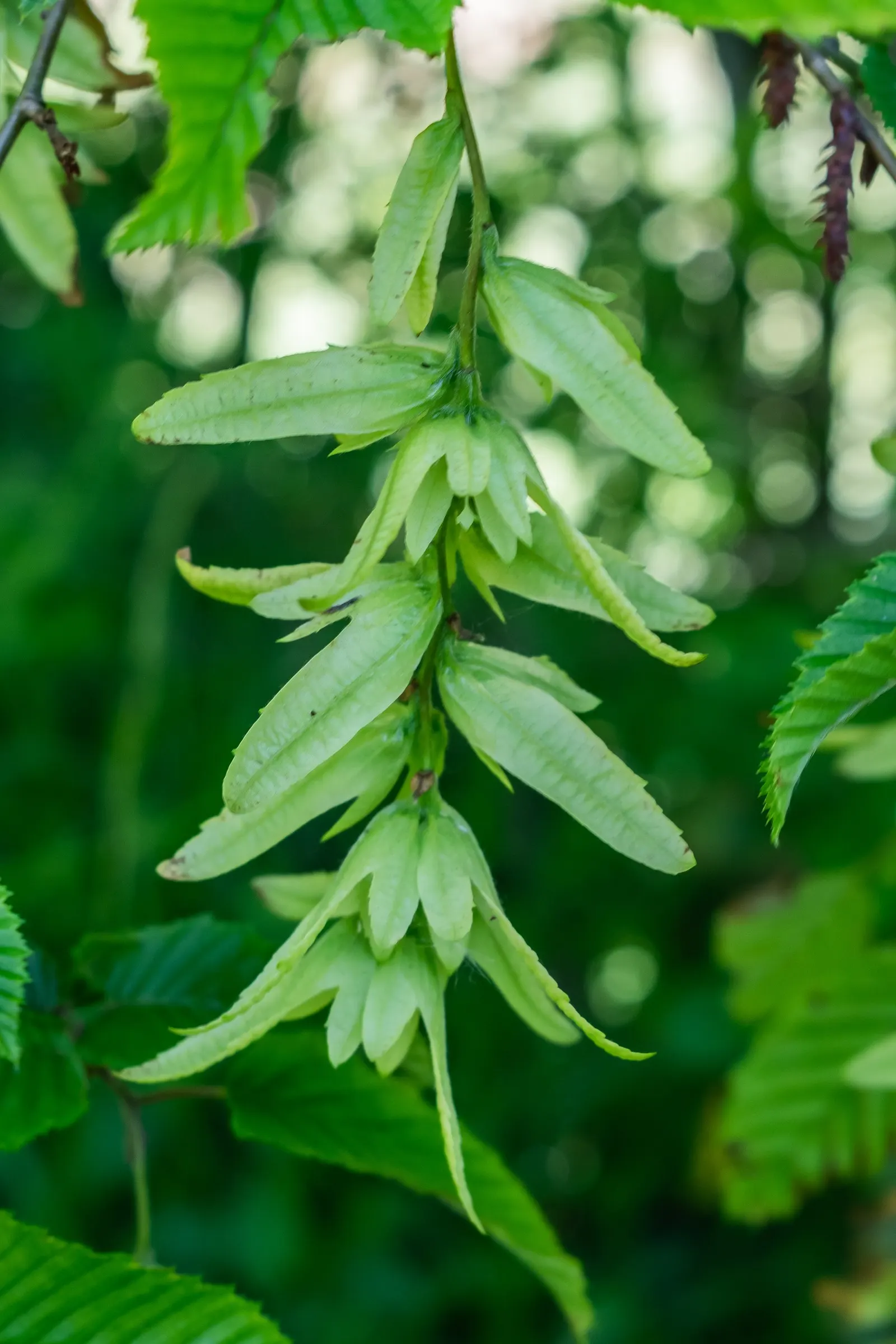 European Hornbeam (Carpinus Betulus) — making this tree an ideal candidate for creating structured canopies or screening effects; tree for full, image 49