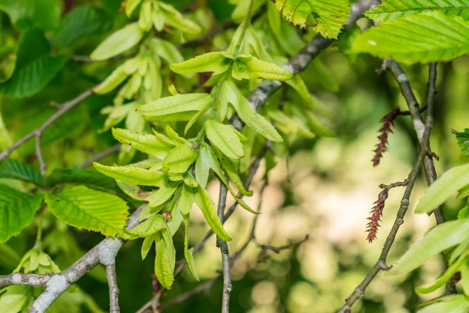 European Hornbeam (Carpinus Betulus) — requiring minimal care once established; its leaves are sharply-toothed, image 58