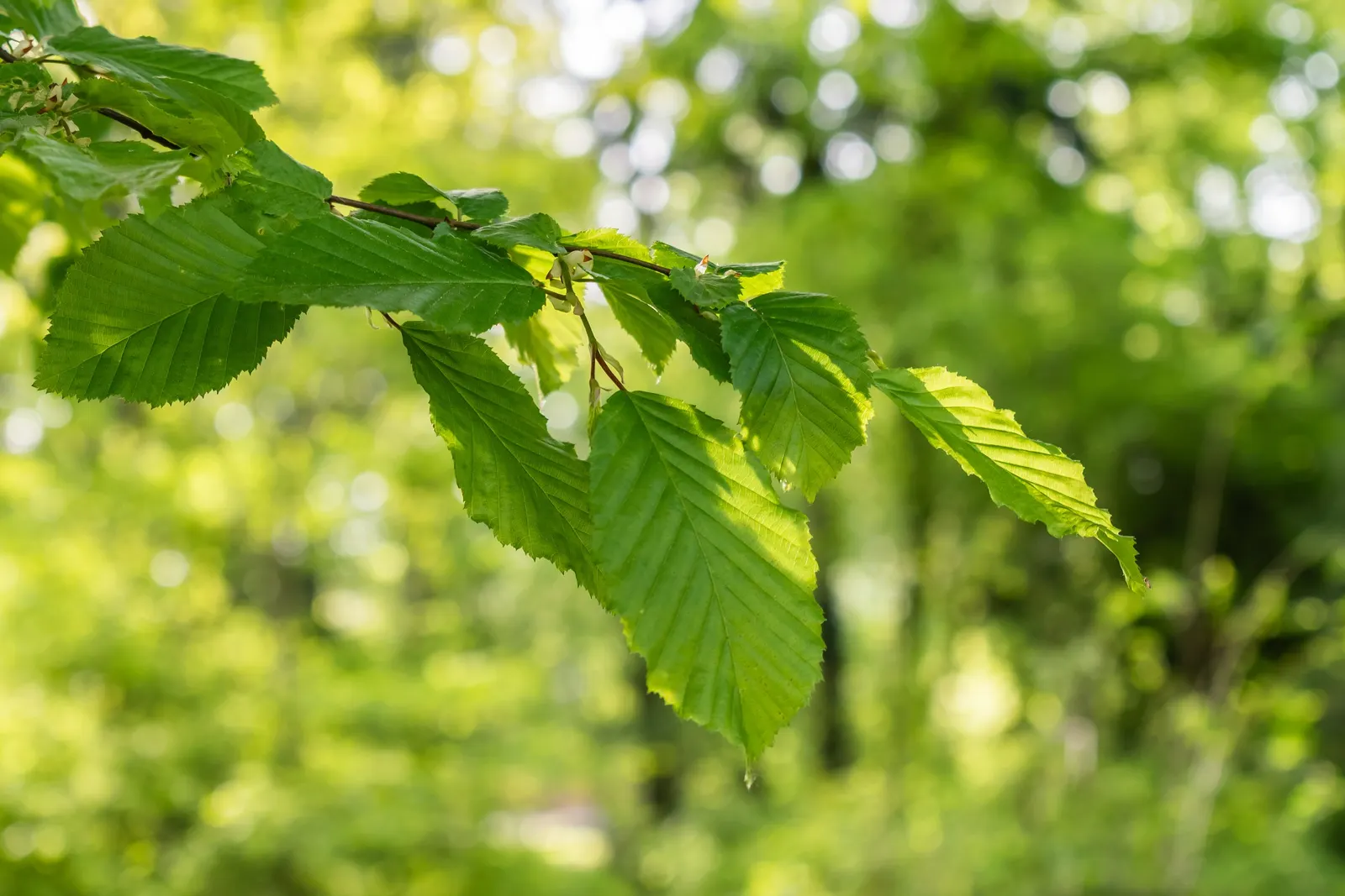 European Hornbeam (Carpinus Betulus) — requiring minimal care once established; its leaves are sharply-toothed, image 78