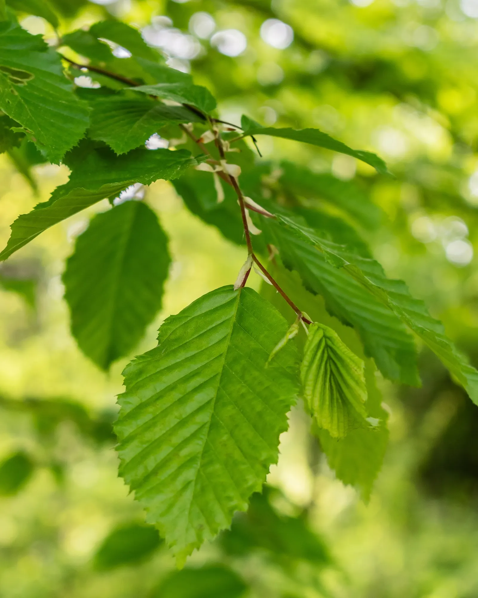 European Hornbeam (Carpinus Betulus) — tree for full; it is also tolerant of urban pollution and soil compaction, making it suitable for urban environments