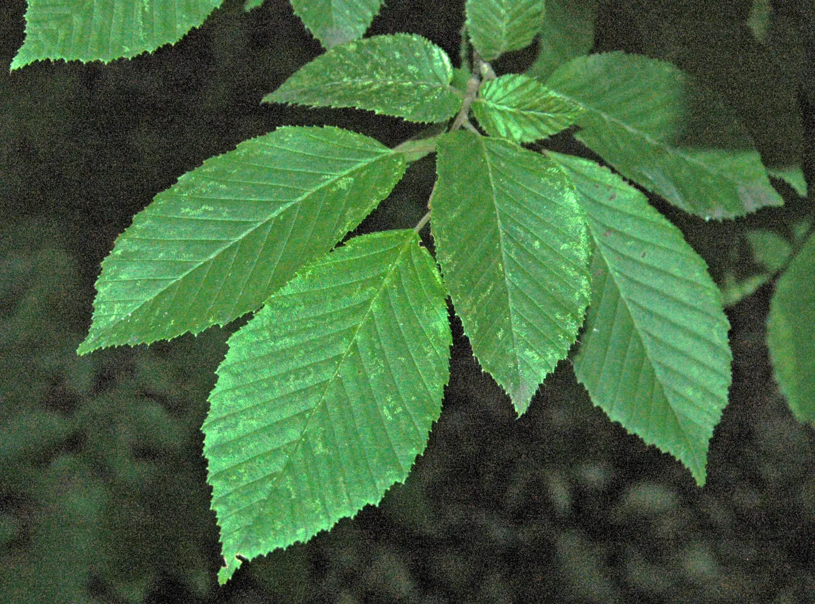 European Hornbeam (Carpinus Betulus) — It thrives in USDA zones 4-8, preferring well-drained soils and full to partial sun; this species is also resistant to