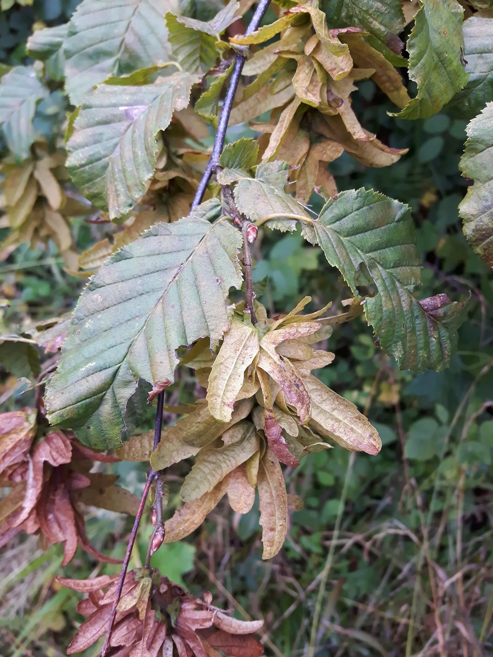 European Hornbeam (Carpinus Betulus) — making this tree an ideal candidate for creating structured canopies or screening effects; tree for full