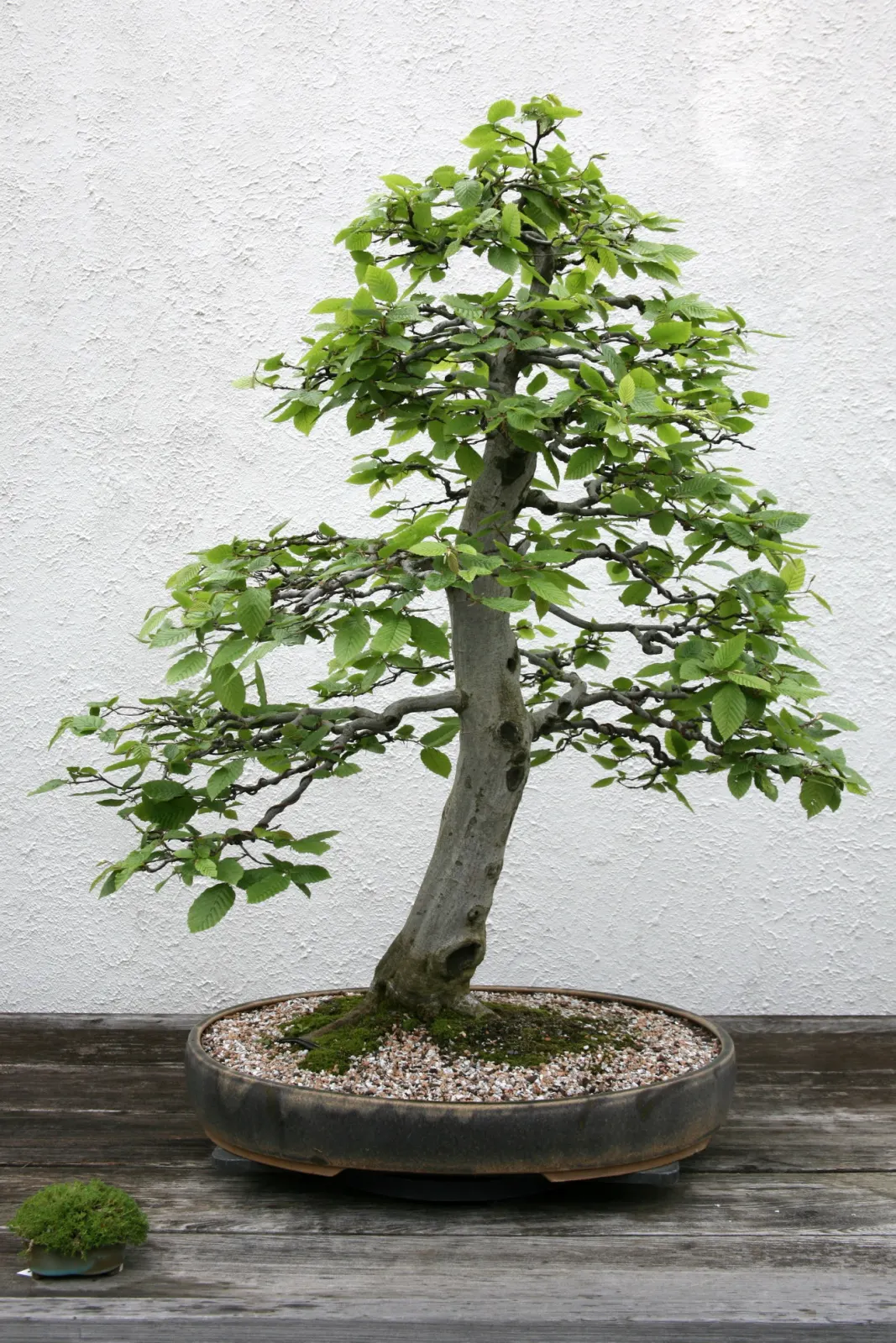 European Hornbeam (Carpinus Betulus) — Ideal for hedges or pleaching due to its dense foliage and ability to withstand heavy pruning; it thrives in USDA zones
