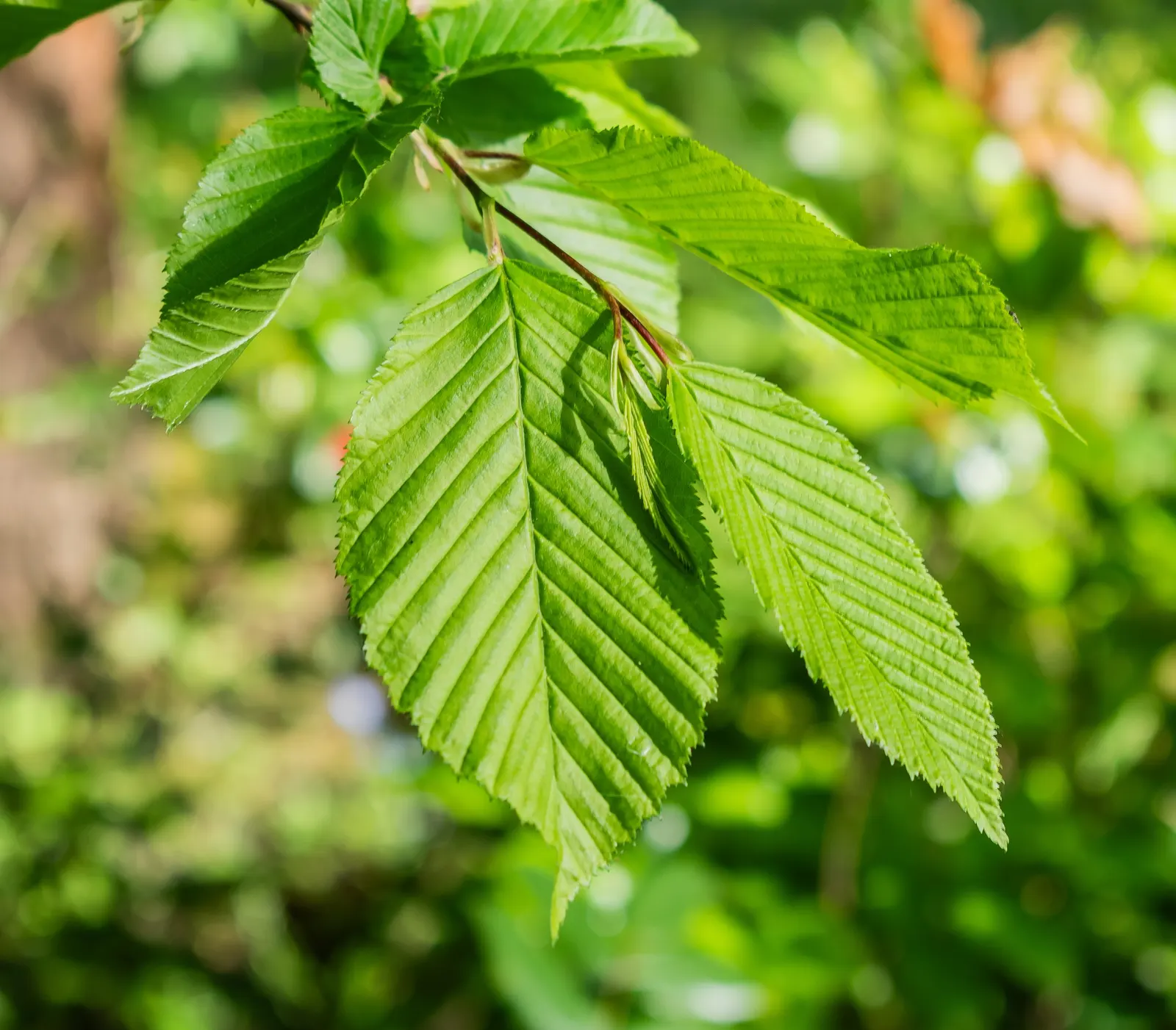 European Hornbeam (Carpinus Betulus) — requiring minimal care once established; its leaves are sharply-toothed