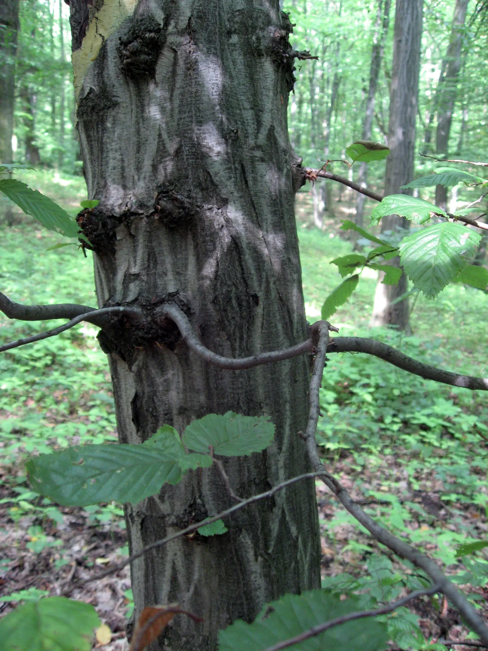 European Hornbeam (Carpinus Betulus) — It is also tolerant of urban pollution and soil compaction, making it suitable for urban environments, image 77