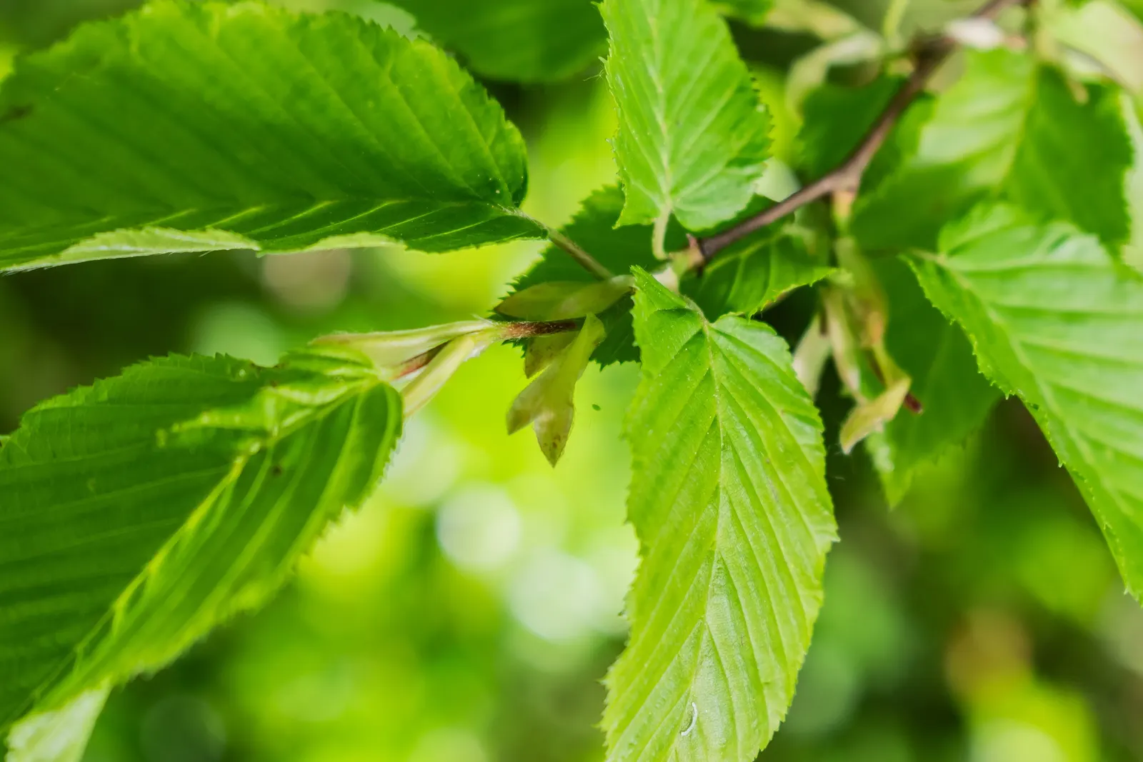 European Hornbeam (Carpinus Betulus) — is a deciduous tree with a pyramidal to oval form; with a notable pleated texture, image 41