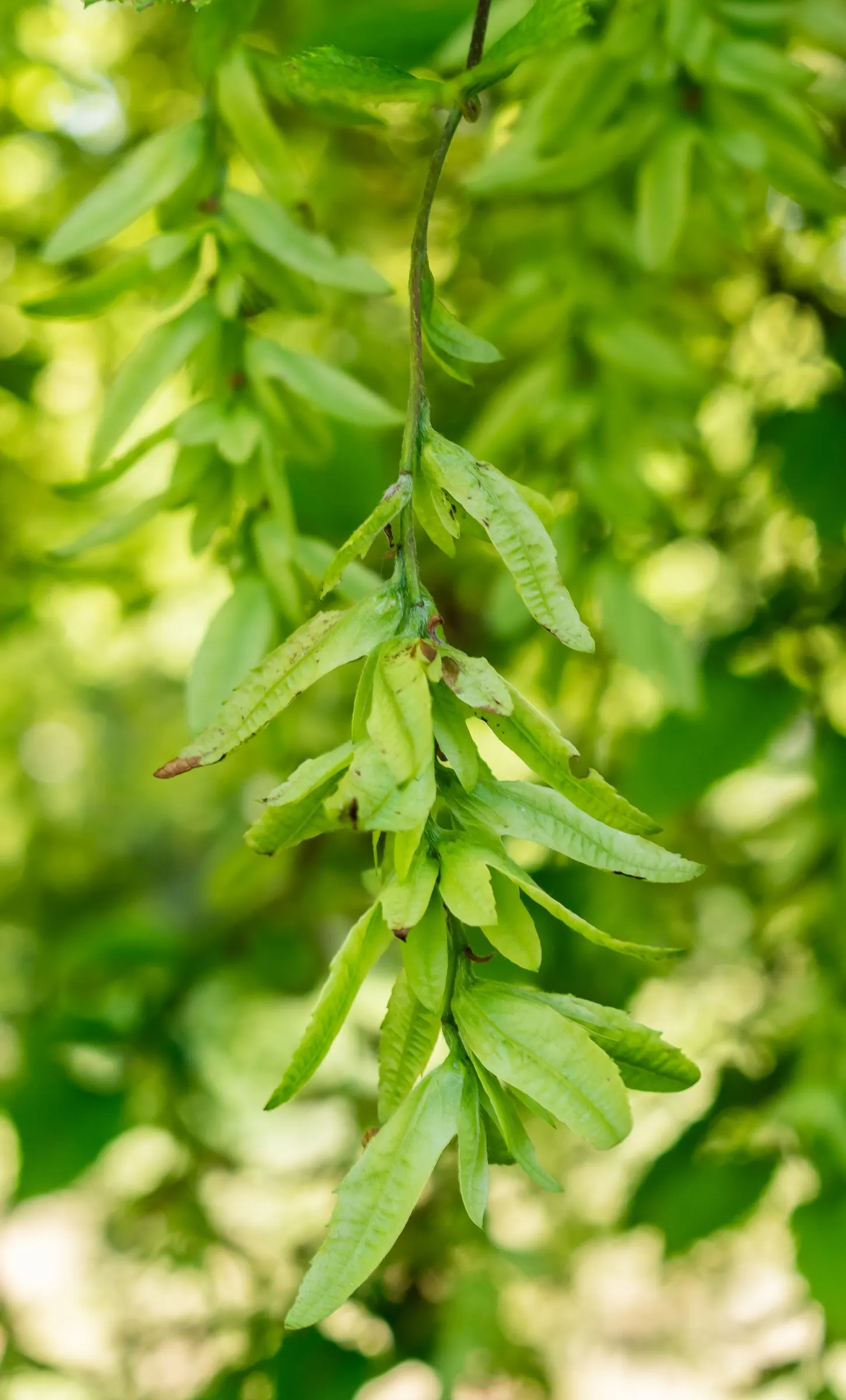European Hornbeam (Carpinus Betulus) — gradually rounding with age; these leaves turn a crisp yellow to orange in the fall, providing a delightful autumnal