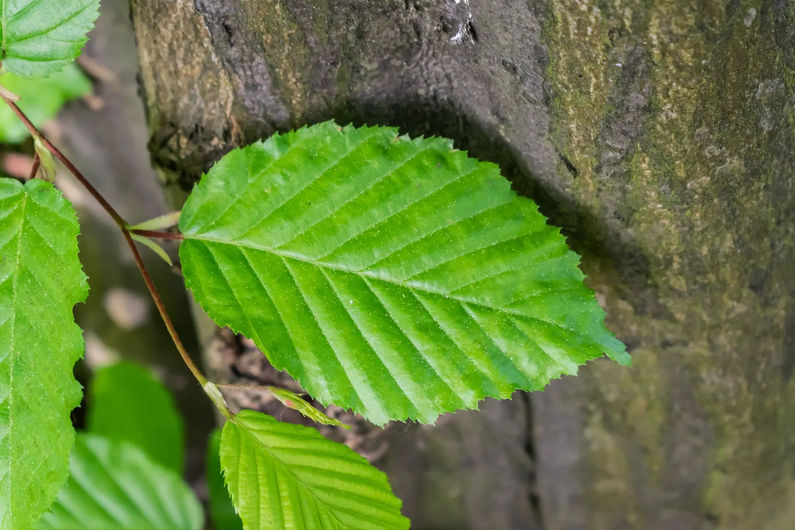 European Hornbeam (Carpinus Betulus) — It is also tolerant of urban pollution and soil compaction, making it suitable for urban environments; adaptable to a