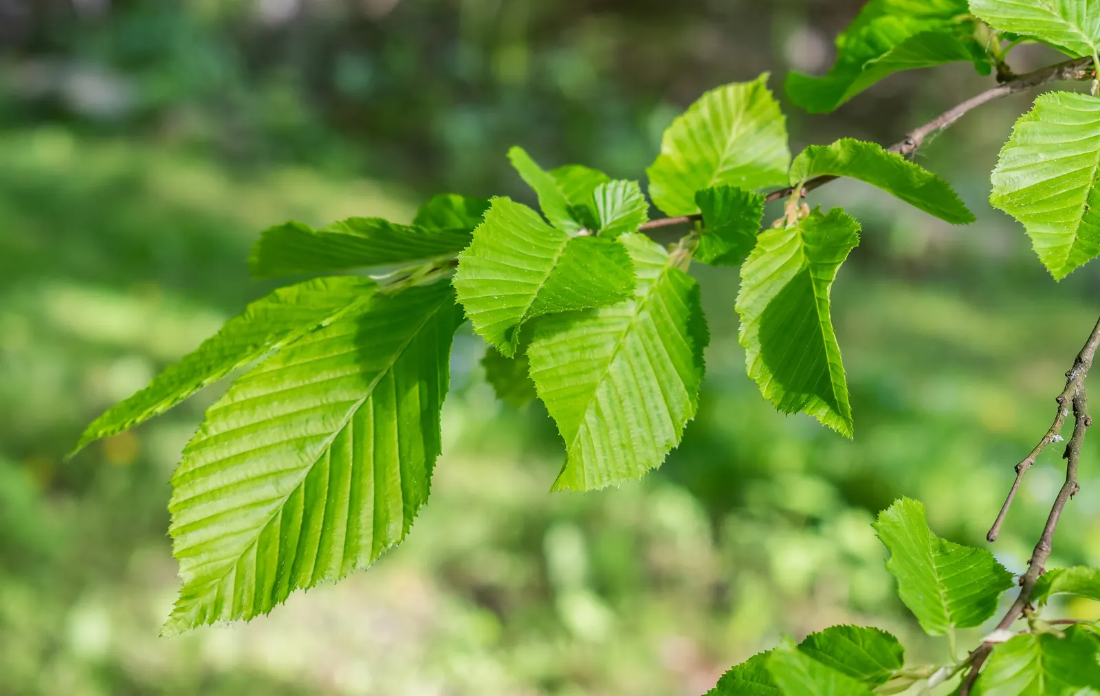 European Hornbeam (Carpinus Betulus) — finely serrated leaves that are 2 to 5 inches in length; is a deciduous tree with a pyramidal to oval form, image 52