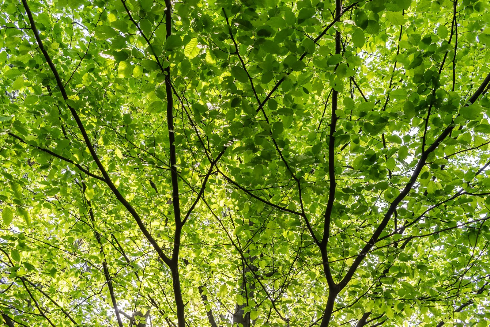 European Hornbeam (Carpinus Betulus) — fluted bark adds year-round textural interest.<br><br>Carpinus betulus is a hardy tree; reaching 40-60 feet, image 55