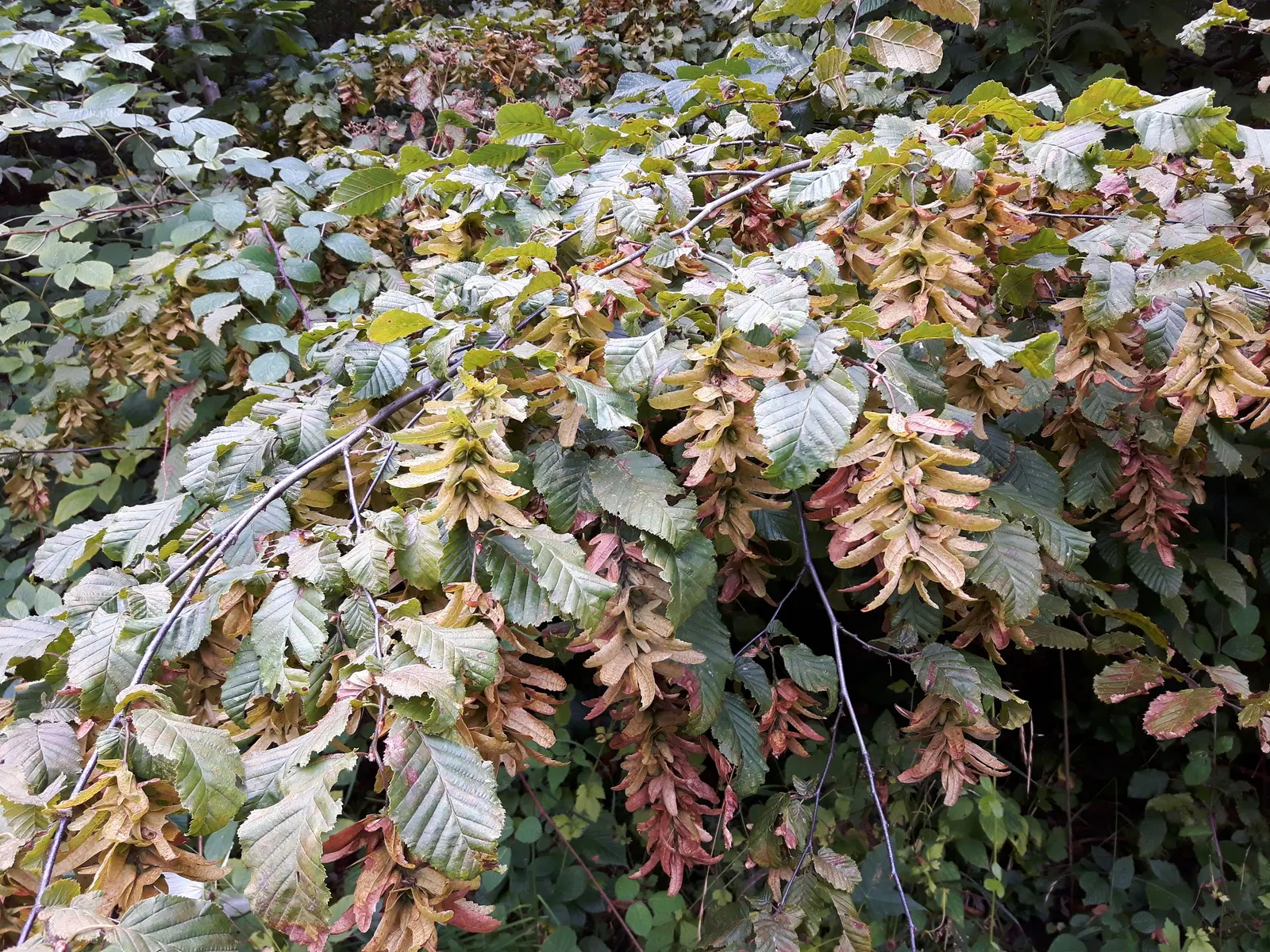 European Hornbeam (Carpinus Betulus) — Mature specimens can reach up to 60 to 80 feet in height with a spread of 30 to 40 feet; boasting a lush green hue in