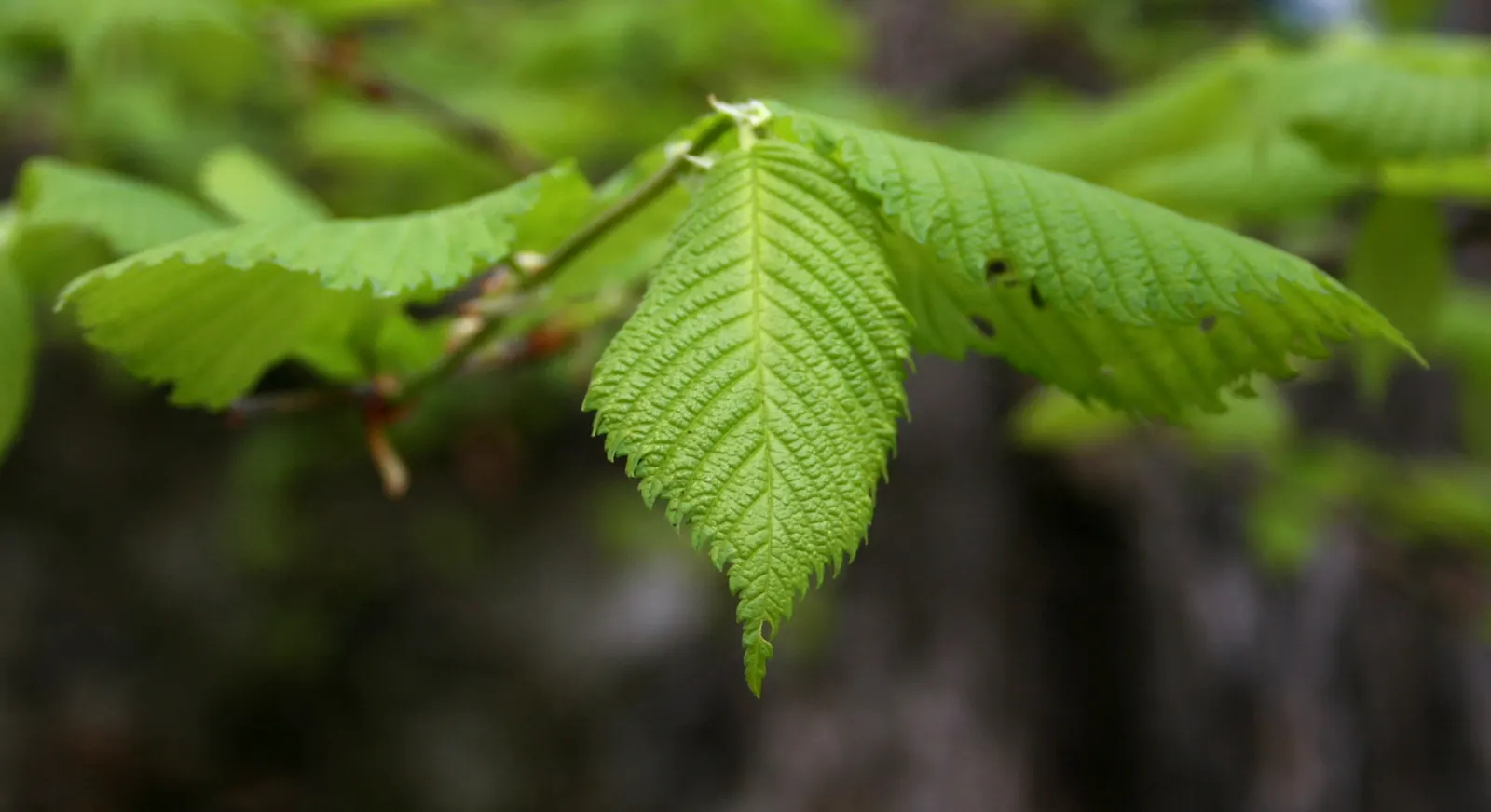 European Hornbeam (Carpinus Betulus) — Its leaves are sharply-toothed; requiring minimal care once established, image 43