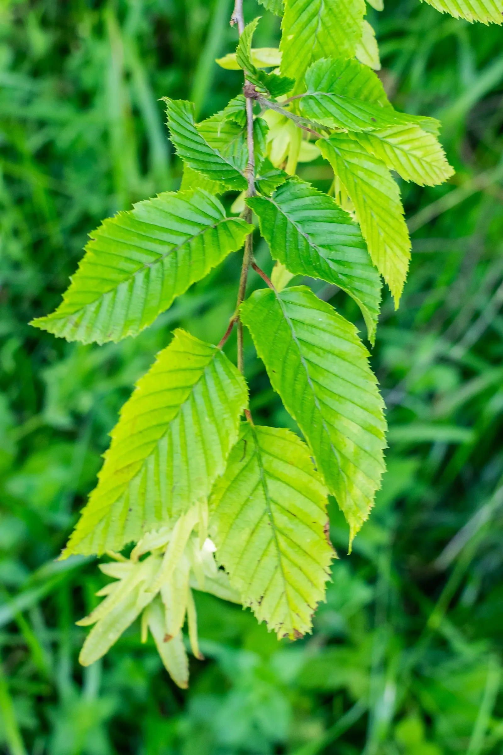 European Hornbeam (Carpinus Betulus) — fluted bark adds year-round textural interest.<br><br>Carpinus betulus is a hardy tree; reaching 40-60 feet in height