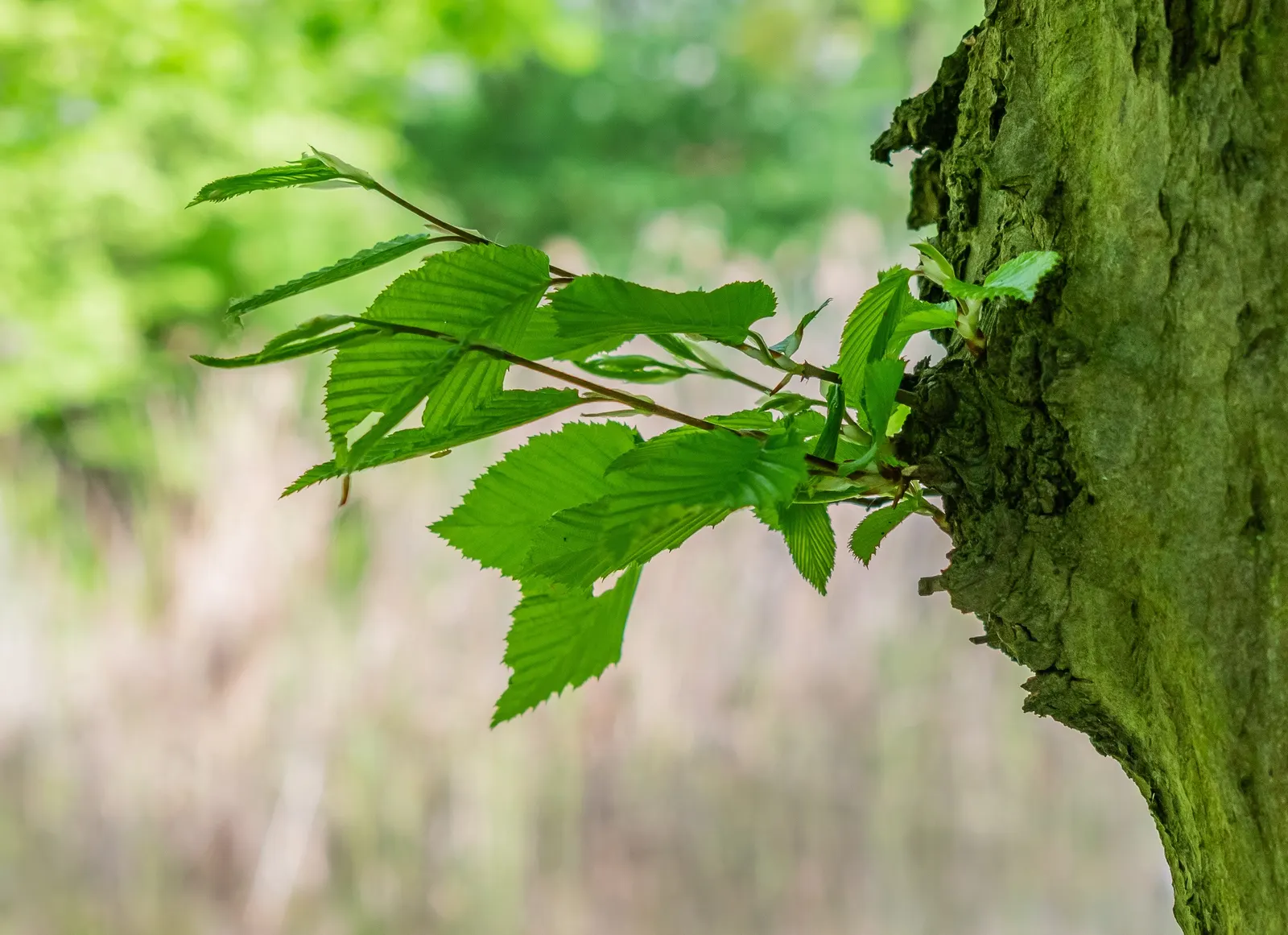 European Hornbeam (Carpinus Betulus) — Its columnar to pyramidal growth habit offers a compact framework when young; ideal for hedges or pleaching, image 50