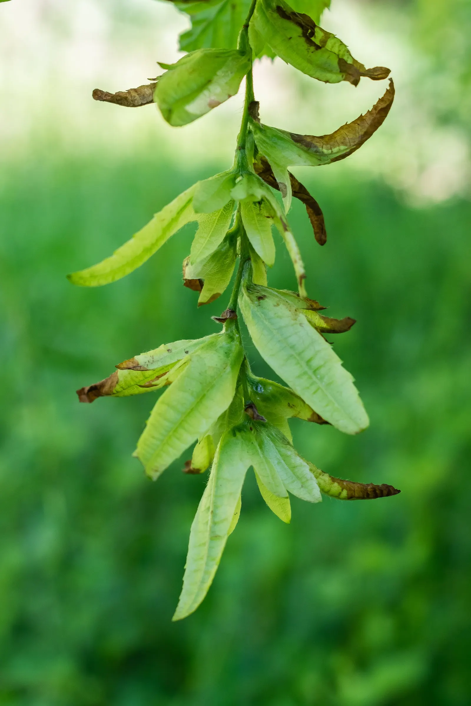 European Hornbeam (Carpinus Betulus) — adaptable to a wide range of soil types; making this tree an ideal candidate for creating structured canopies or