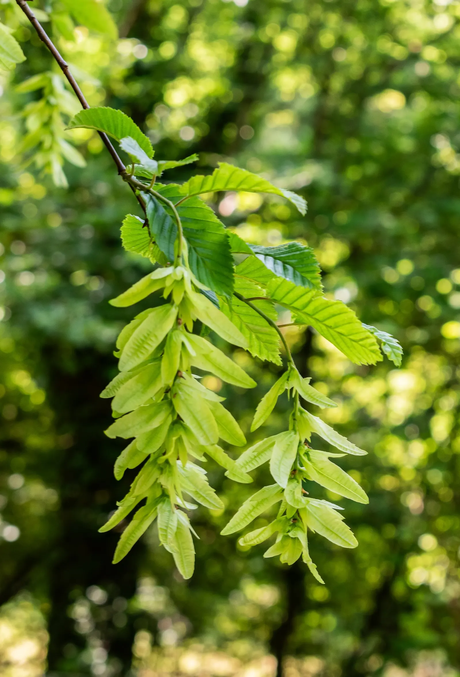 European Hornbeam (Carpinus Betulus) — This species is also resistant to most pests and diseases; its columnar to pyramidal growth habit offers a compact