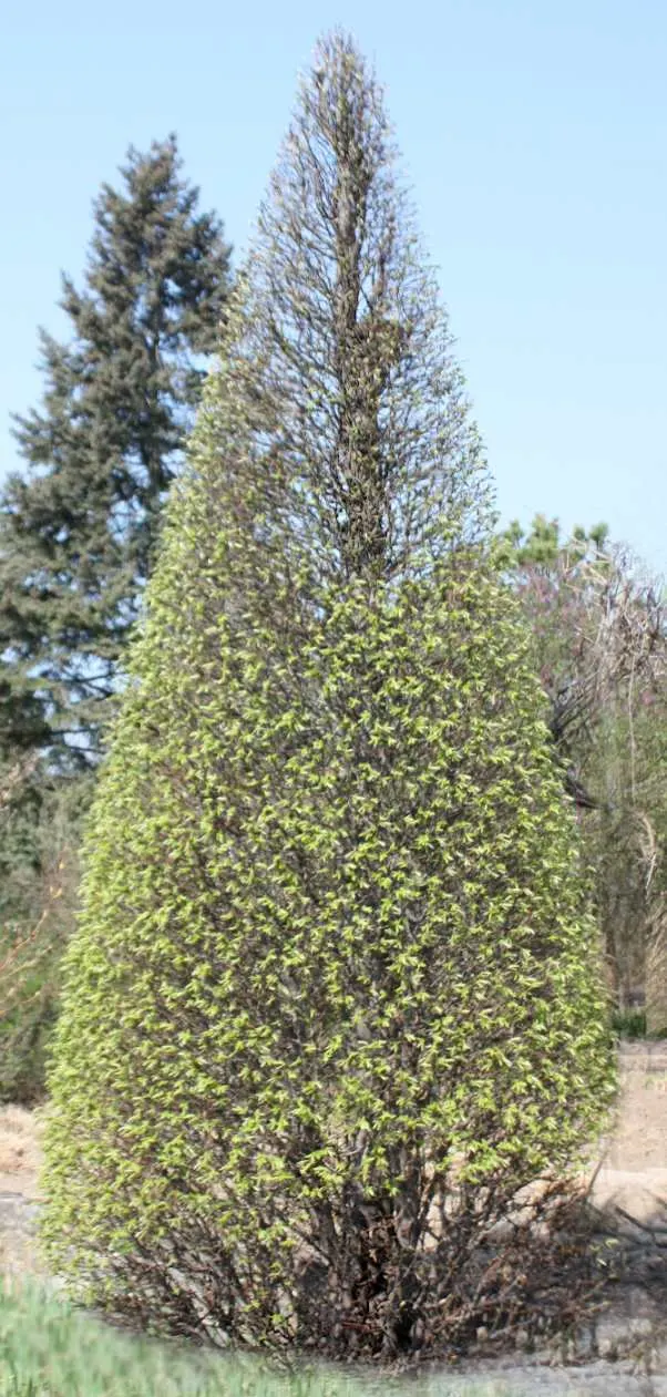 European Hornbeam (Carpinus Betulus) — fluted bark adds year-round textural interest.<br><br>Carpinus betulus is a hardy tree