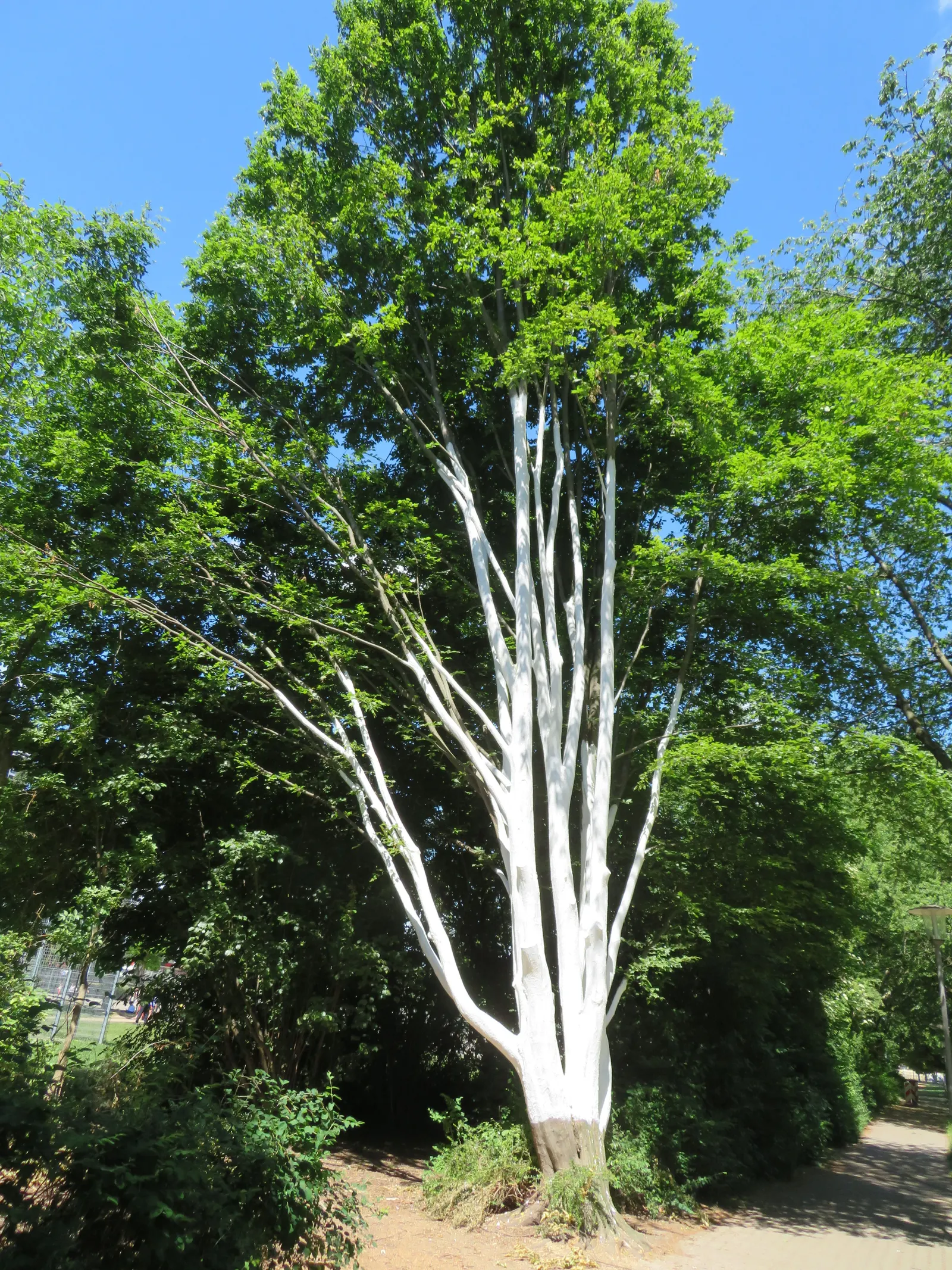 European Hornbeam (Carpinus Betulus) — boasting a lush green hue in the growing season