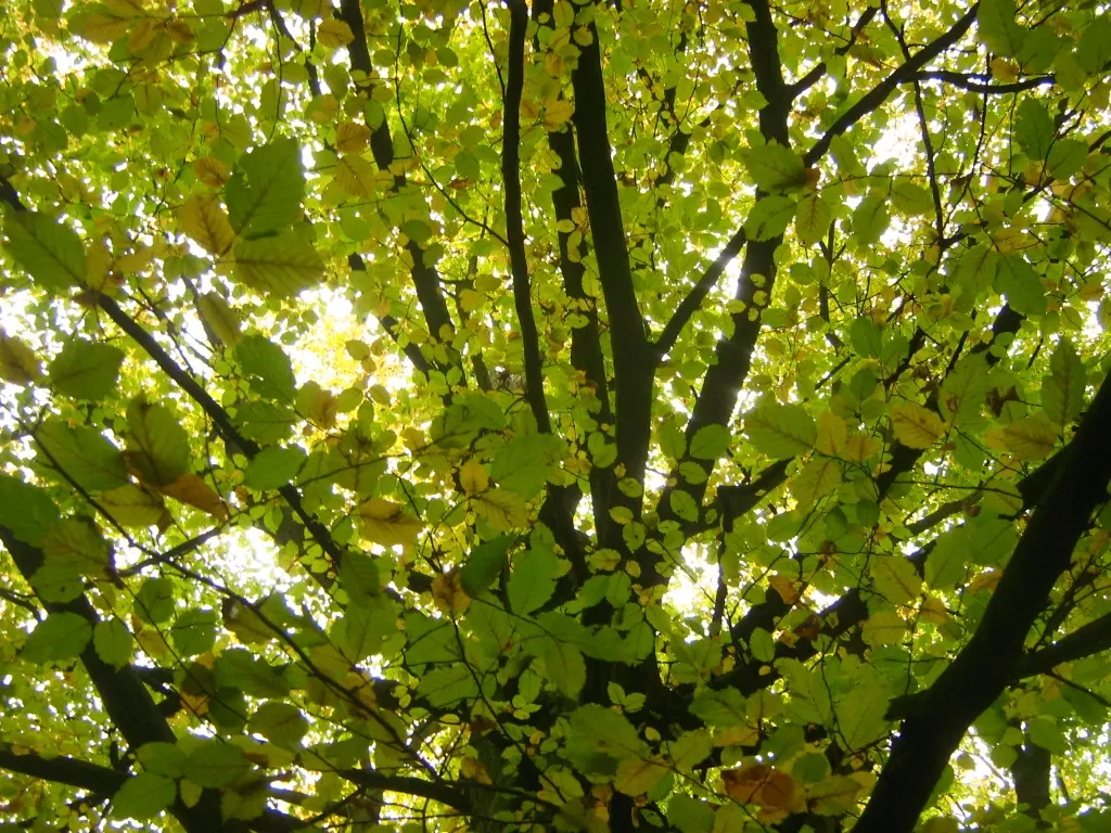 European Hornbeam (Carpinus Betulus) — This species is also resistant to most pests and diseases