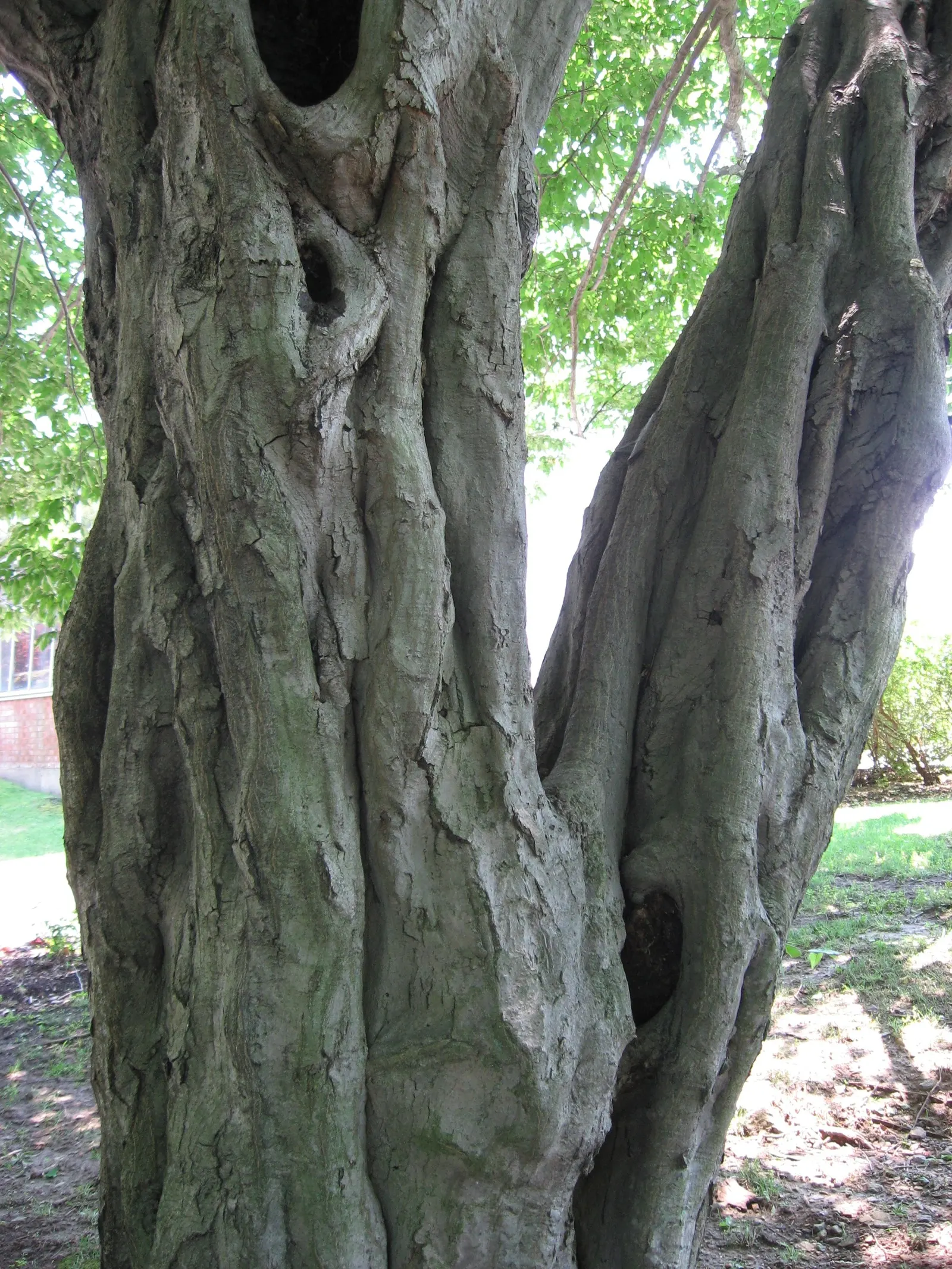 European Hornbeam (Carpinus Betulus) — reaching 40-60 feet in height and 30-40 feet in width