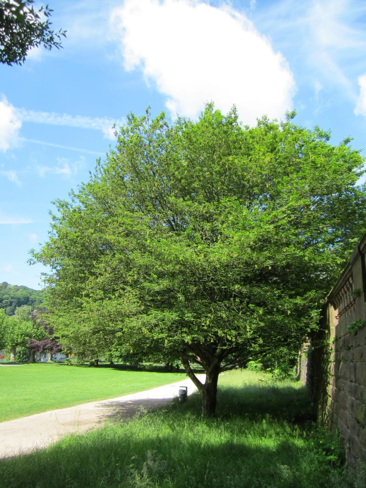 European Hornbeam (Carpinus Betulus) — reaching 40-60 feet in height and 30-40 feet in width; gradually rounding with age