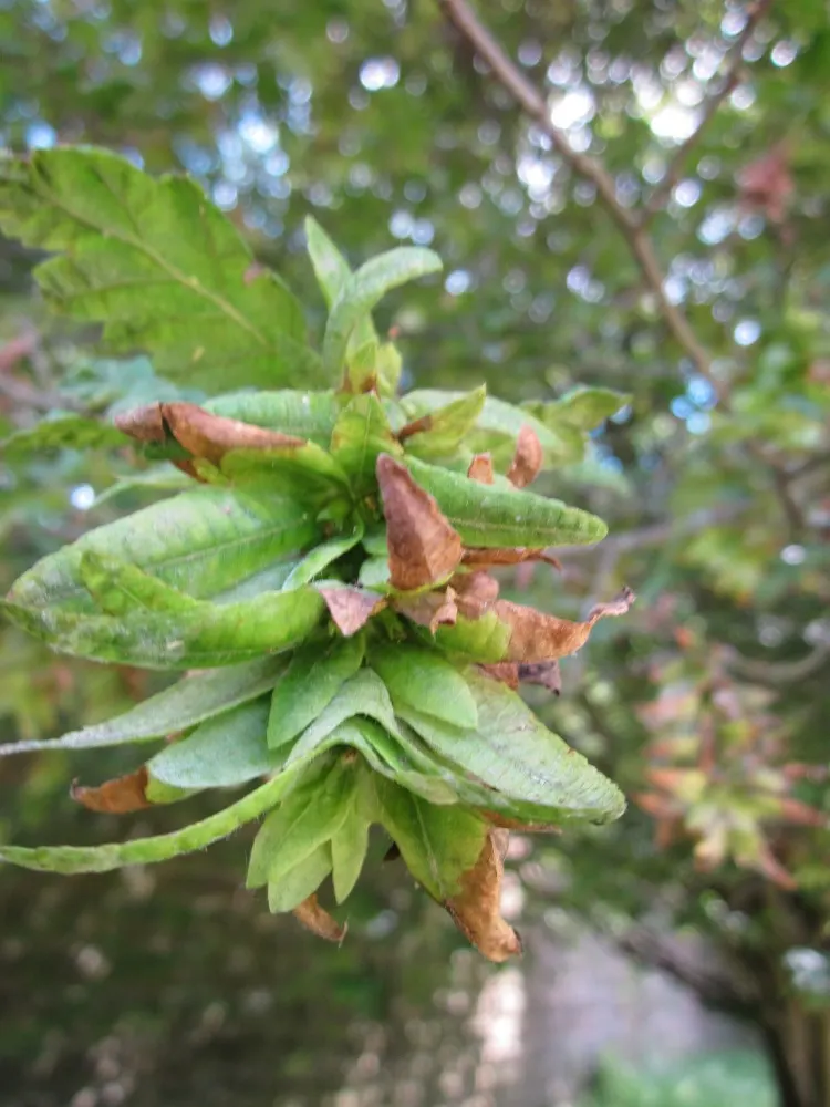 European Hornbeam (Carpinus Betulus) — making this tree an ideal candidate for creating structured canopies or screening effects