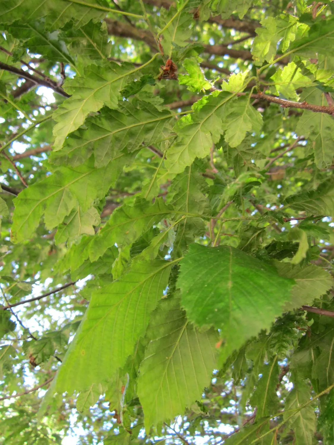 European Hornbeam (Carpinus Betulus) — These leaves turn a crisp yellow to orange in the fall, providing a delightful autumnal display