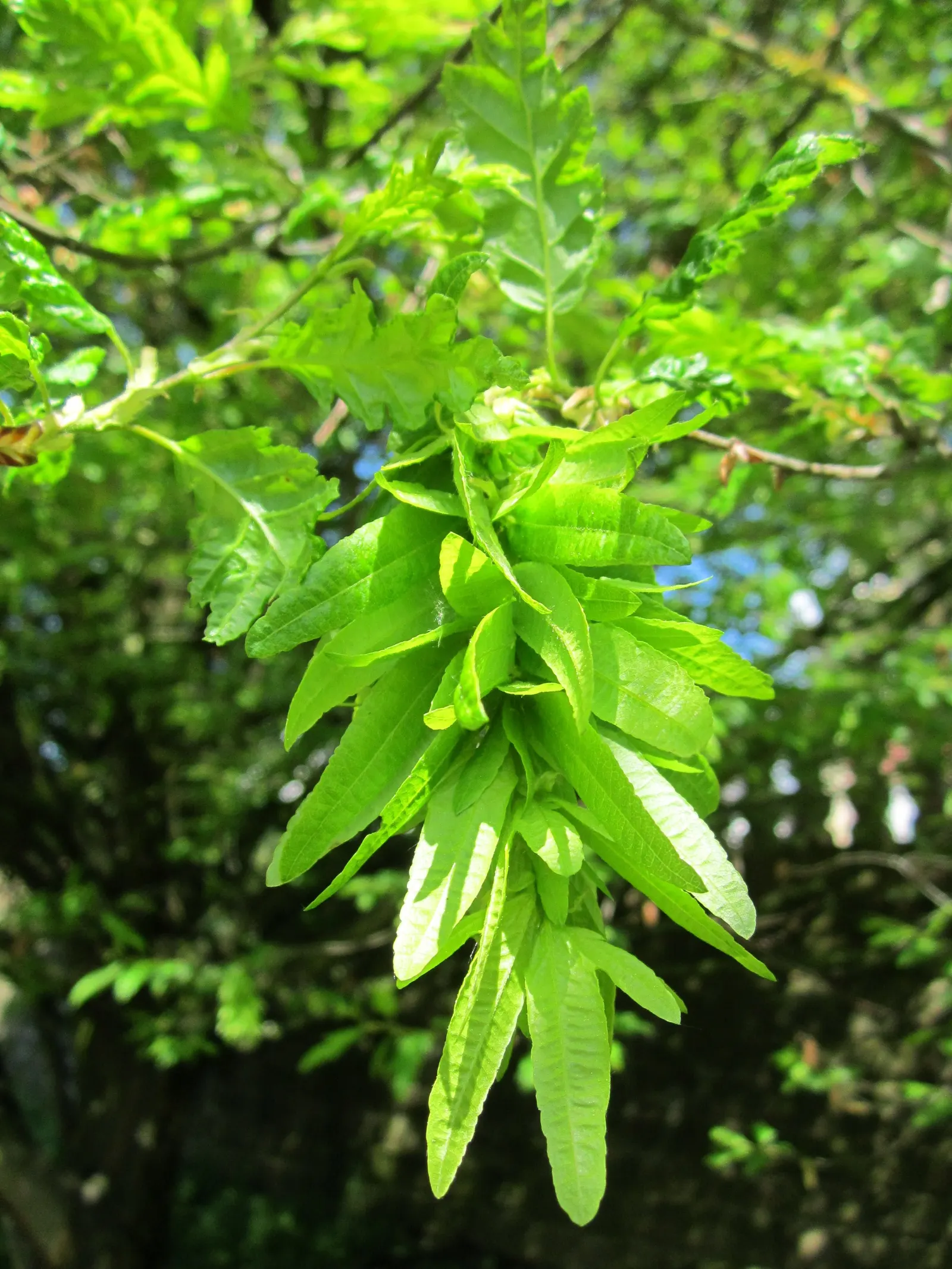 European Hornbeam (Carpinus Betulus) — Its leaves are sharply-toothed