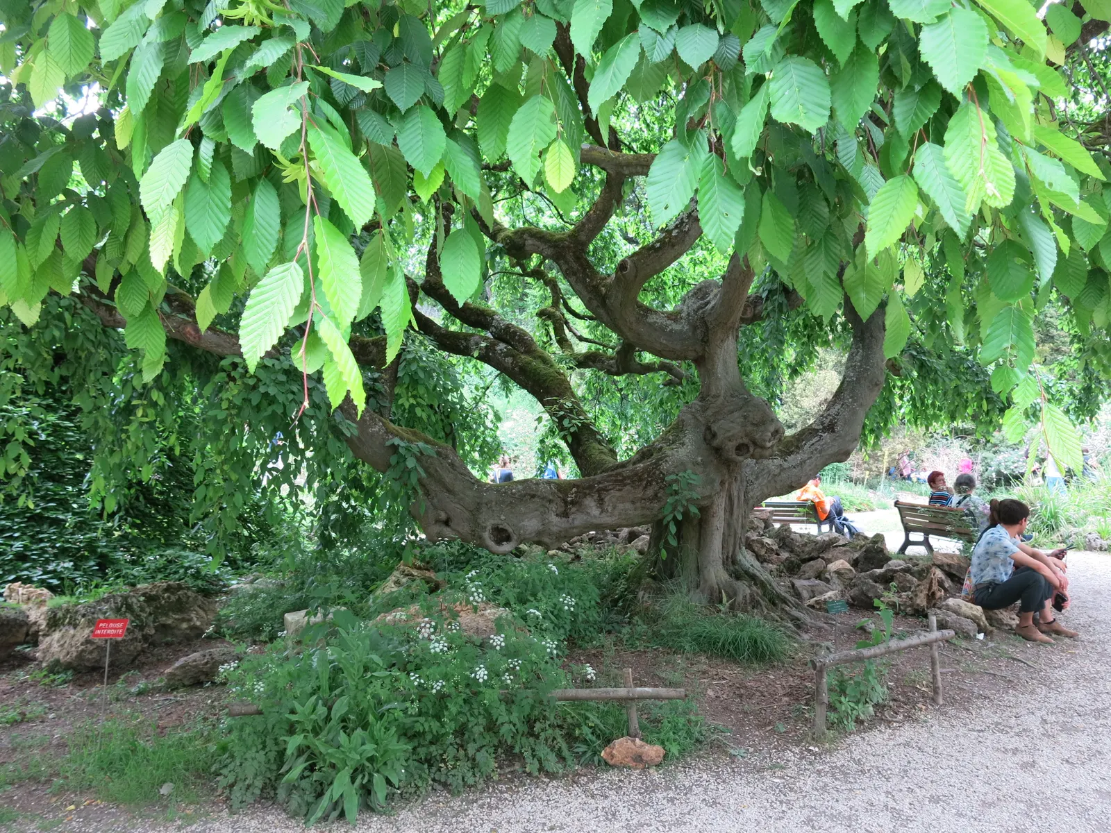 European Hornbeam (Carpinus Betulus) — finely serrated leaves that are 2 to 5 inches in length