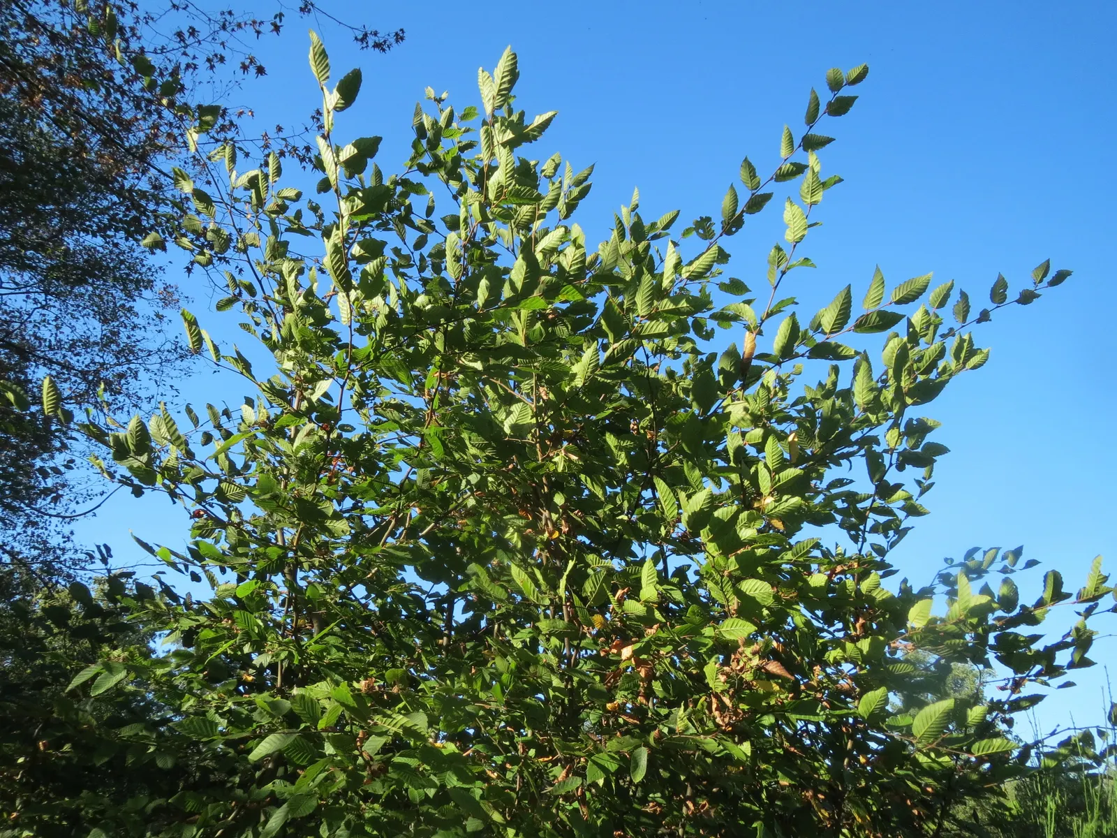European Hornbeam (Carpinus Betulus) — tree for full