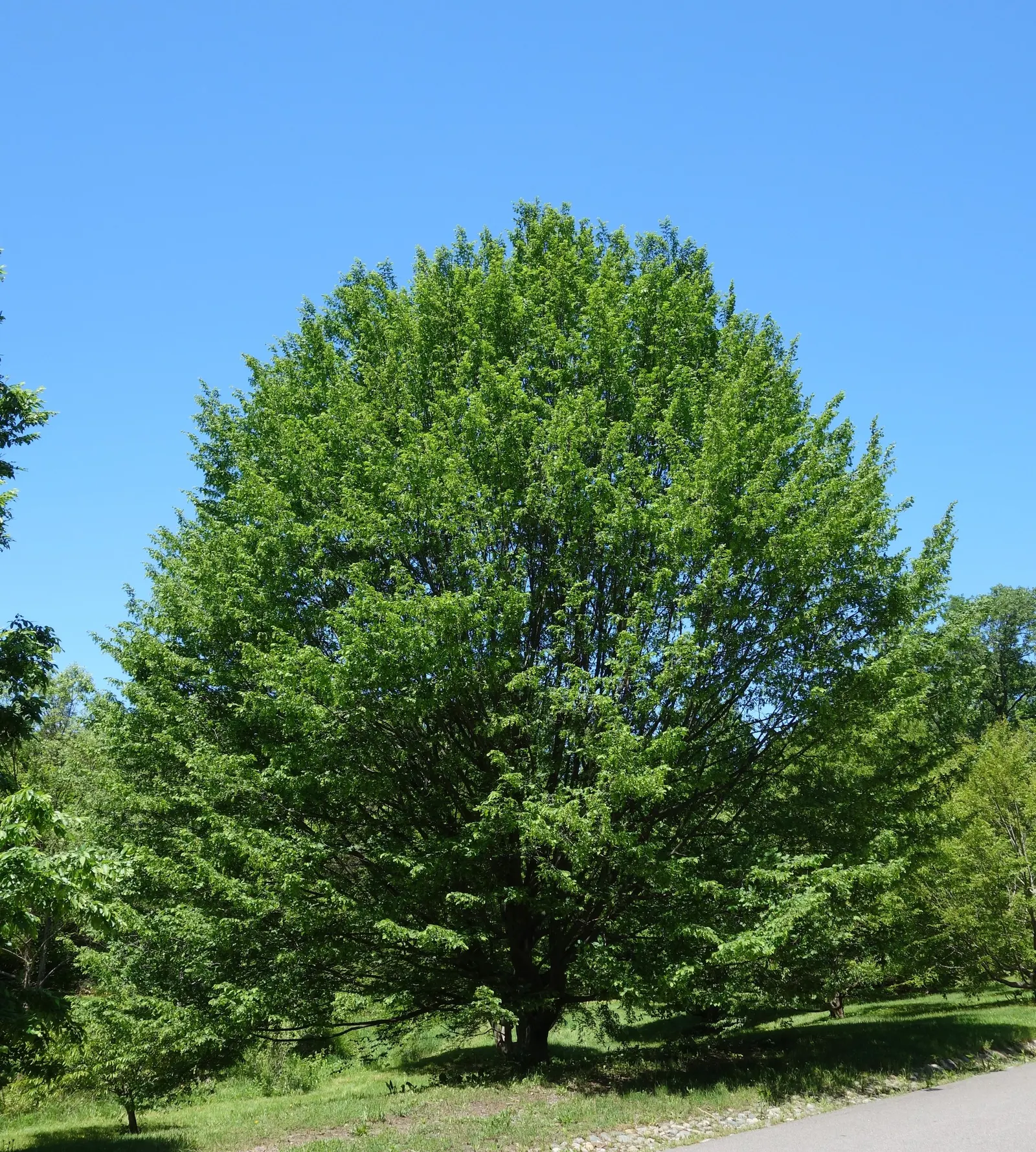 European Hornbeam (Carpinus Betulus) — turning vibrant yellow to greenish-gold in fall