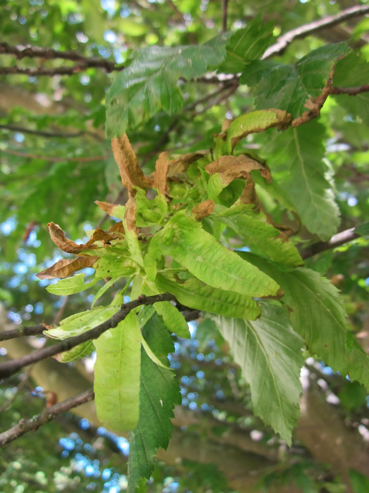 European Hornbeam (Carpinus Betulus) — Its leaves are sharply-toothed; requiring minimal care once established