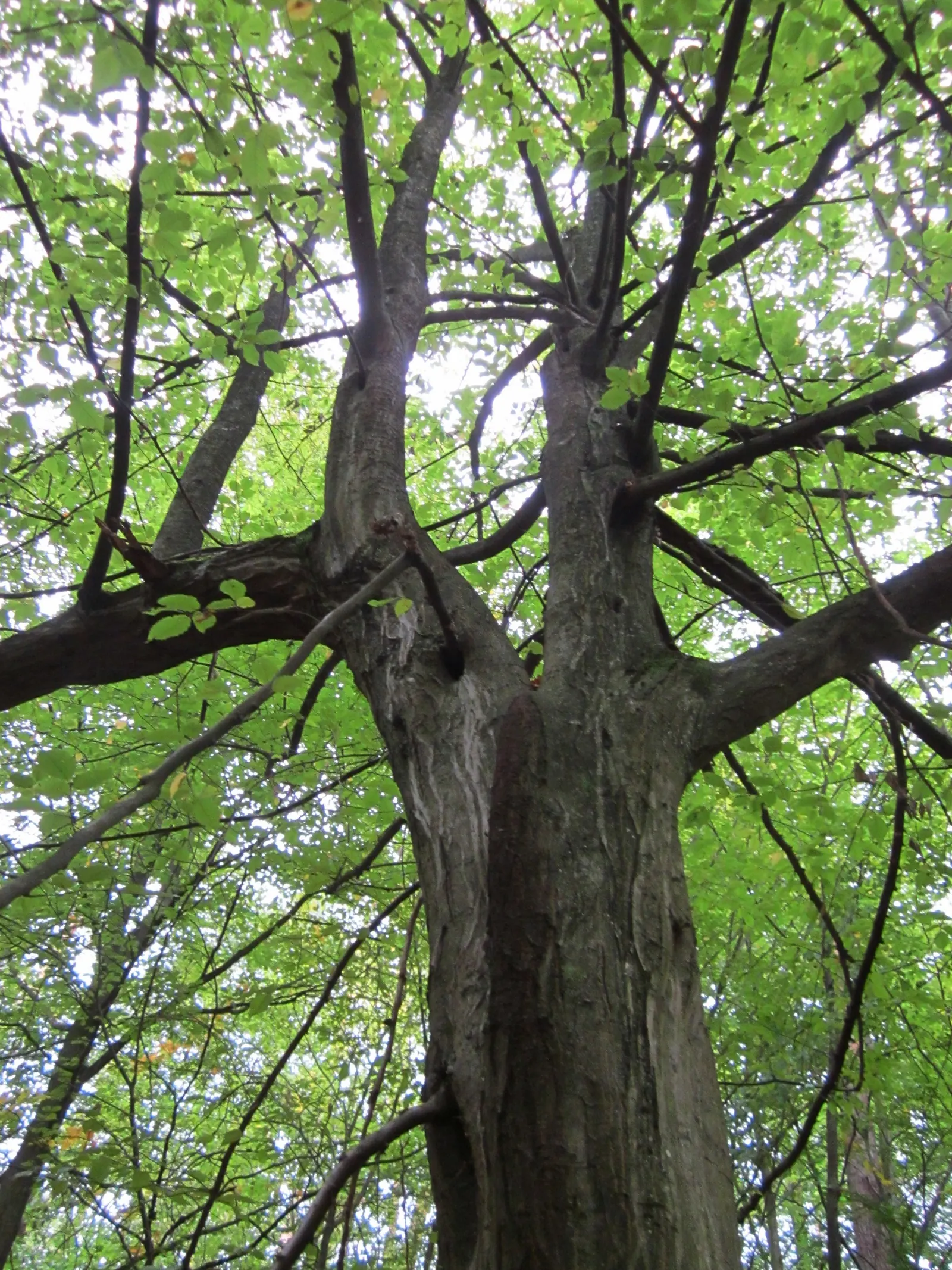 European Hornbeam (Carpinus Betulus) — is a deciduous tree with a pyramidal to oval form