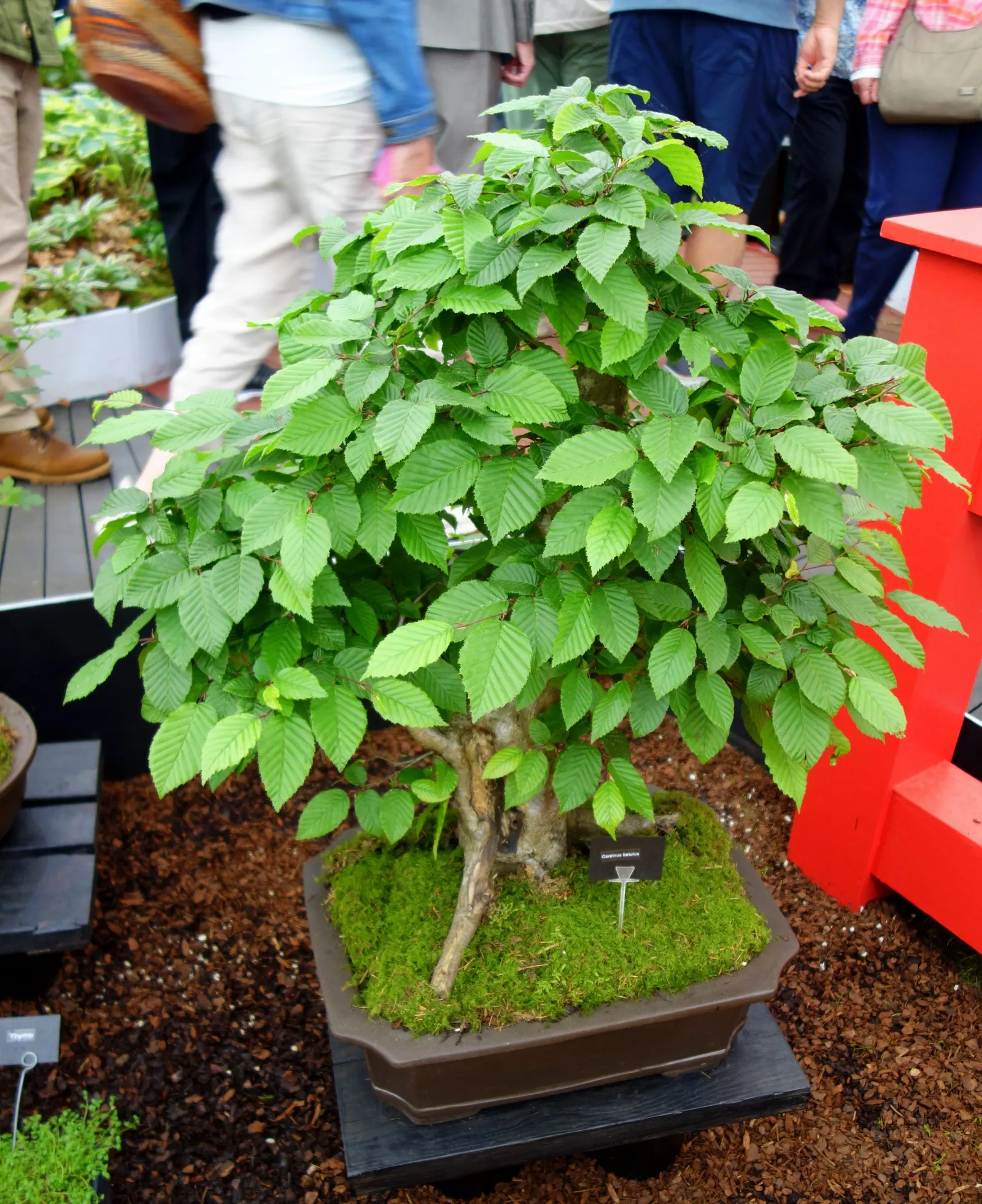 European Hornbeam (Carpinus Betulus) — Ideal for hedges or pleaching due to its dense foliage and ability to withstand heavy pruning