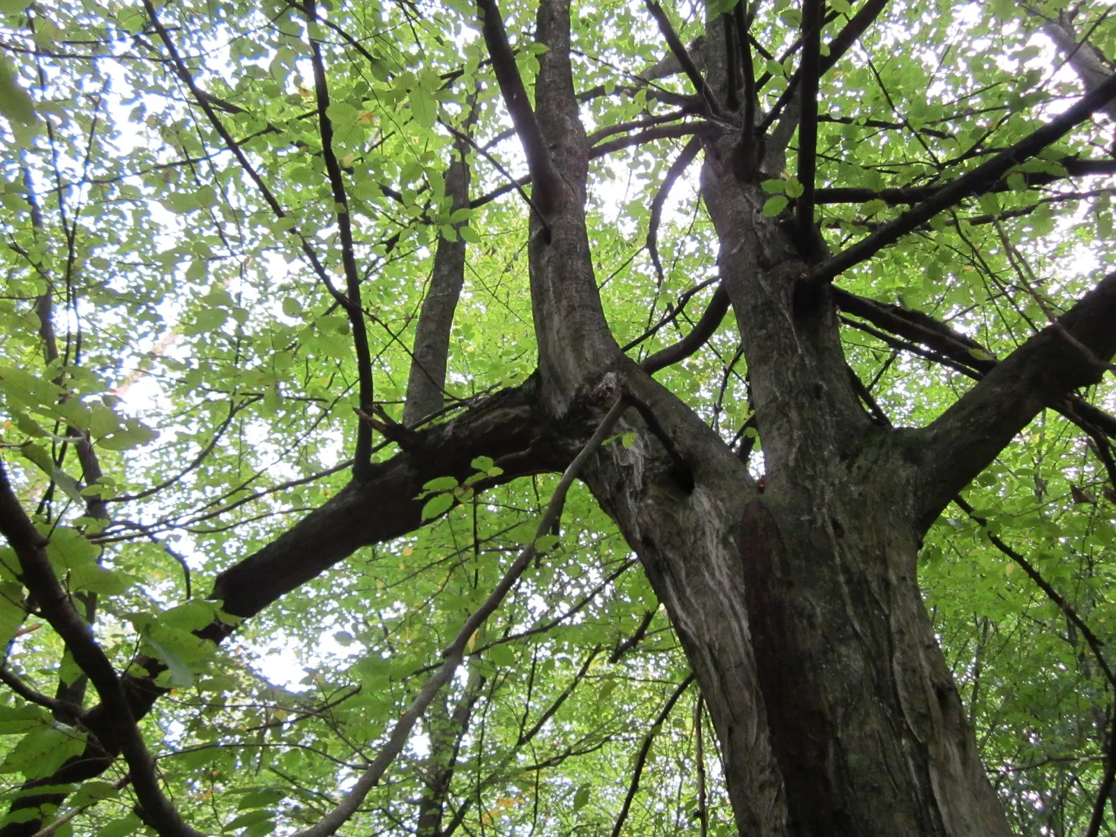European Hornbeam (Carpinus Betulus) — requiring minimal care once established