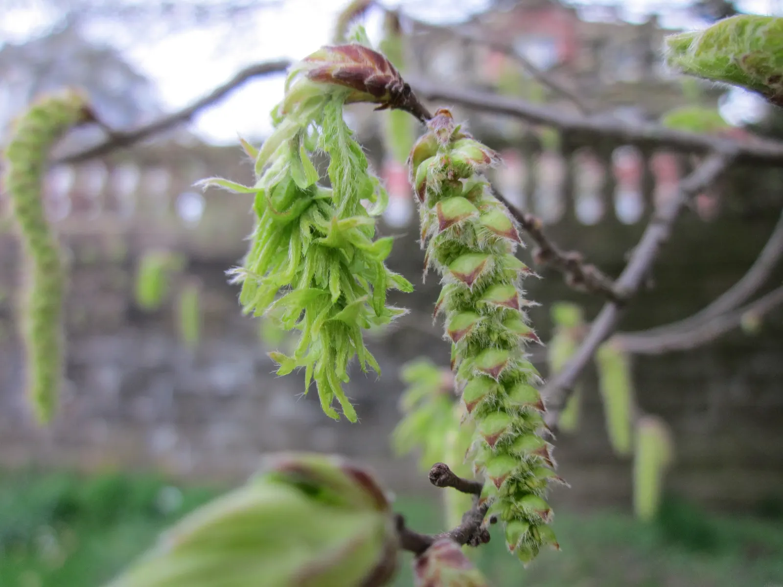 European Hornbeam (Carpinus Betulus) — Mature specimens can reach up to 60 to 80 feet in height with a spread of 30 to 40 feet