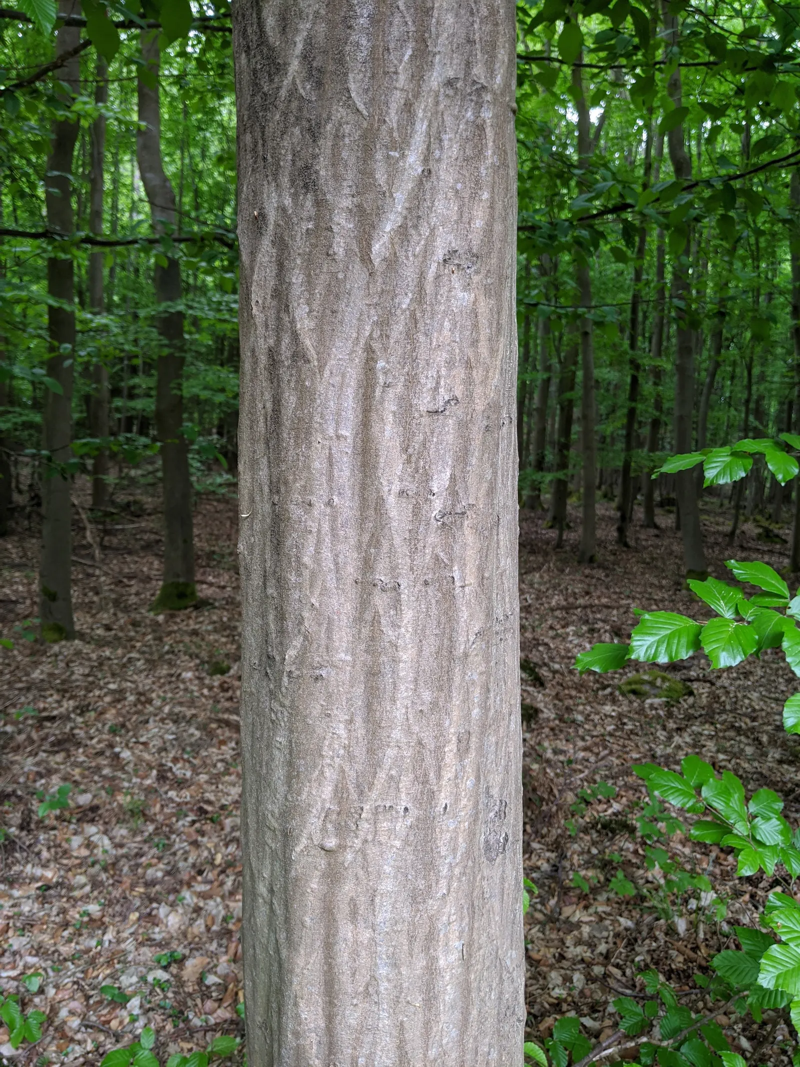 European Hornbeam (Carpinus Betulus) — It is also tolerant of urban pollution and soil compaction, making it suitable for urban environments