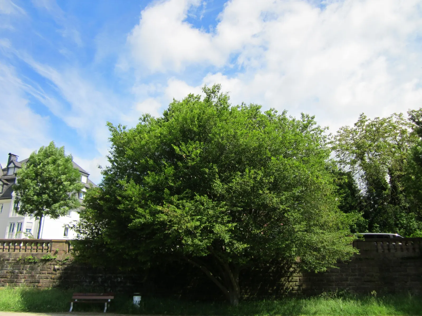 European Hornbeam (Carpinus Betulus) — is a deciduous tree with a pyramidal to oval form; with a notable pleated texture