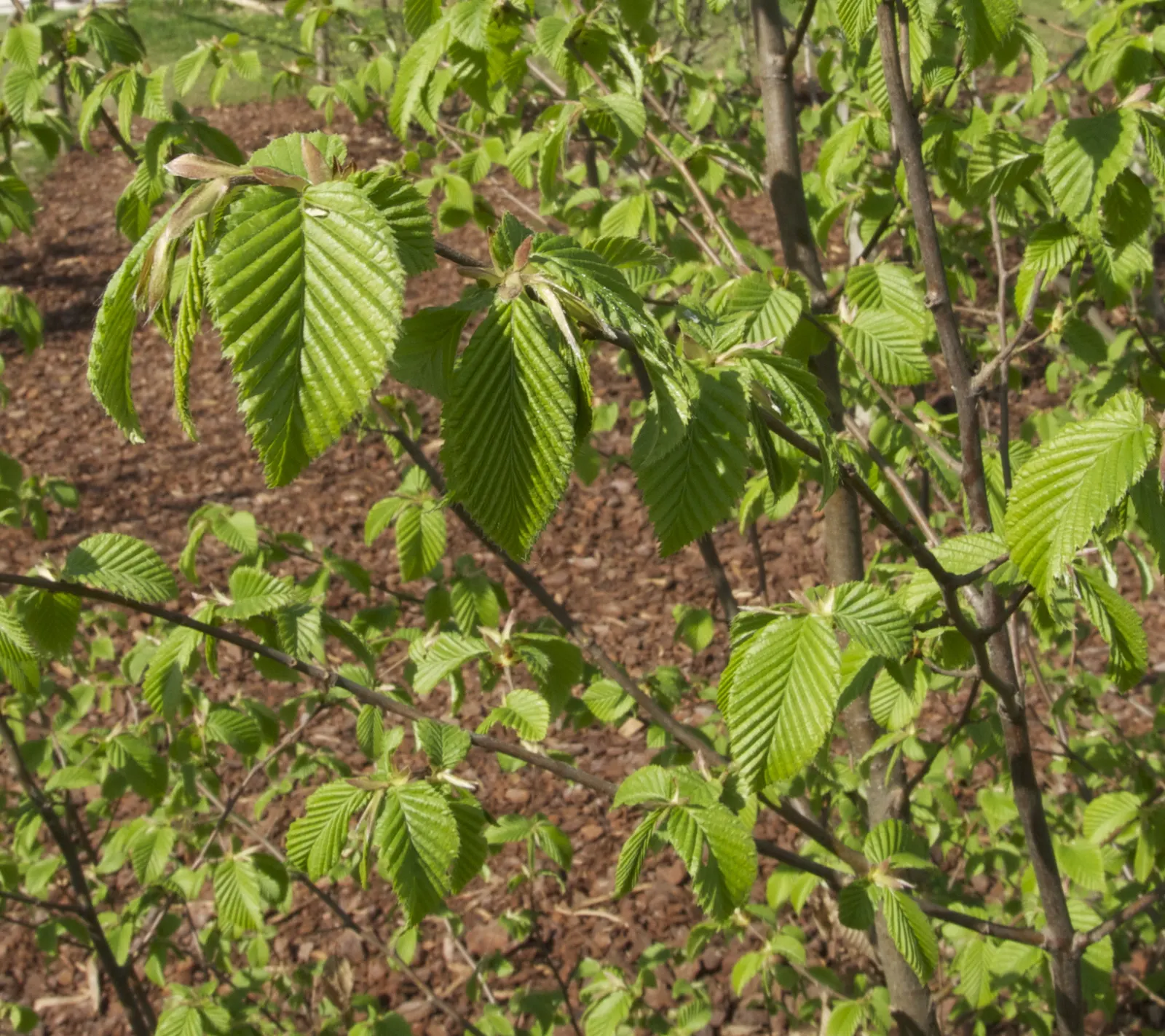 European Hornbeam (Carpinus Betulus) — with a notable pleated texture