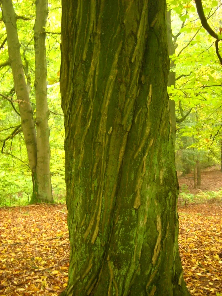 European Hornbeam (Carpinus Betulus) — It thrives in USDA zones 4-8, preferring well-drained soils and full to partial sun