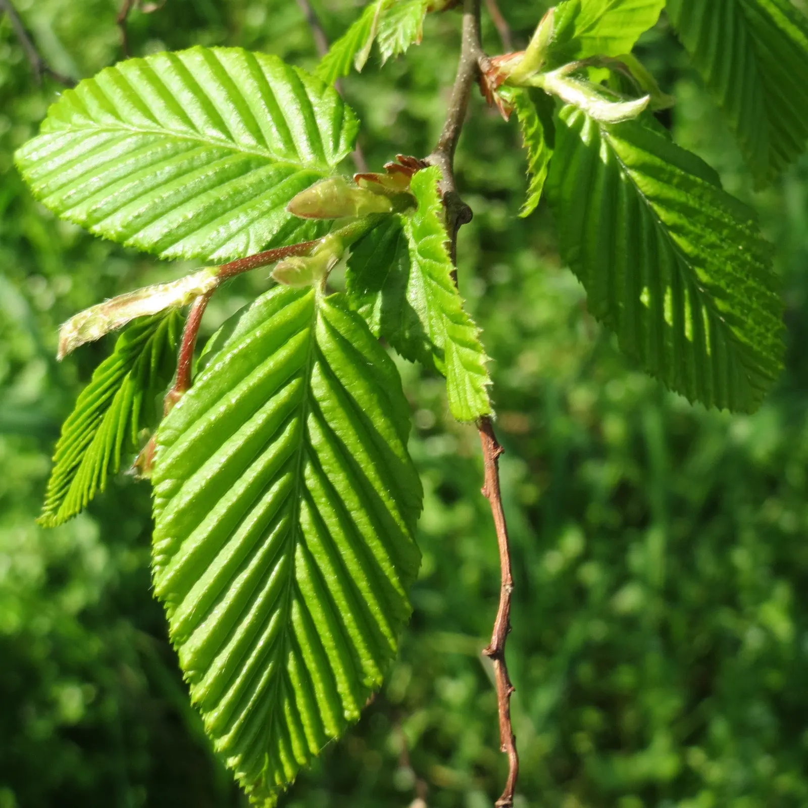 European Hornbeam (Carpinus Betulus) — with a notable pleated texture; turning vibrant yellow to greenish-gold in fall