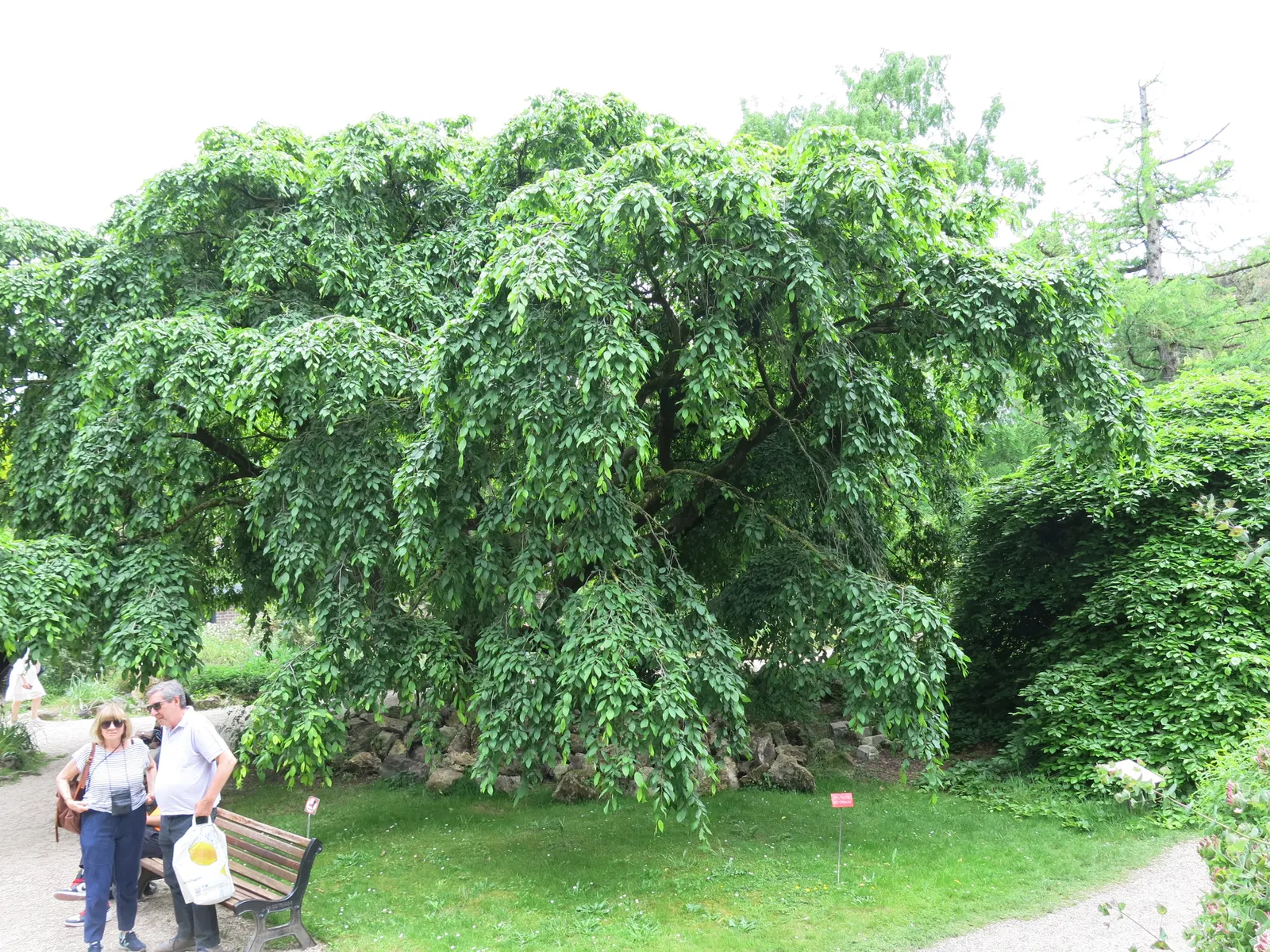 European Hornbeam (Carpinus Betulus) — Its columnar to pyramidal growth habit offers a compact framework when young