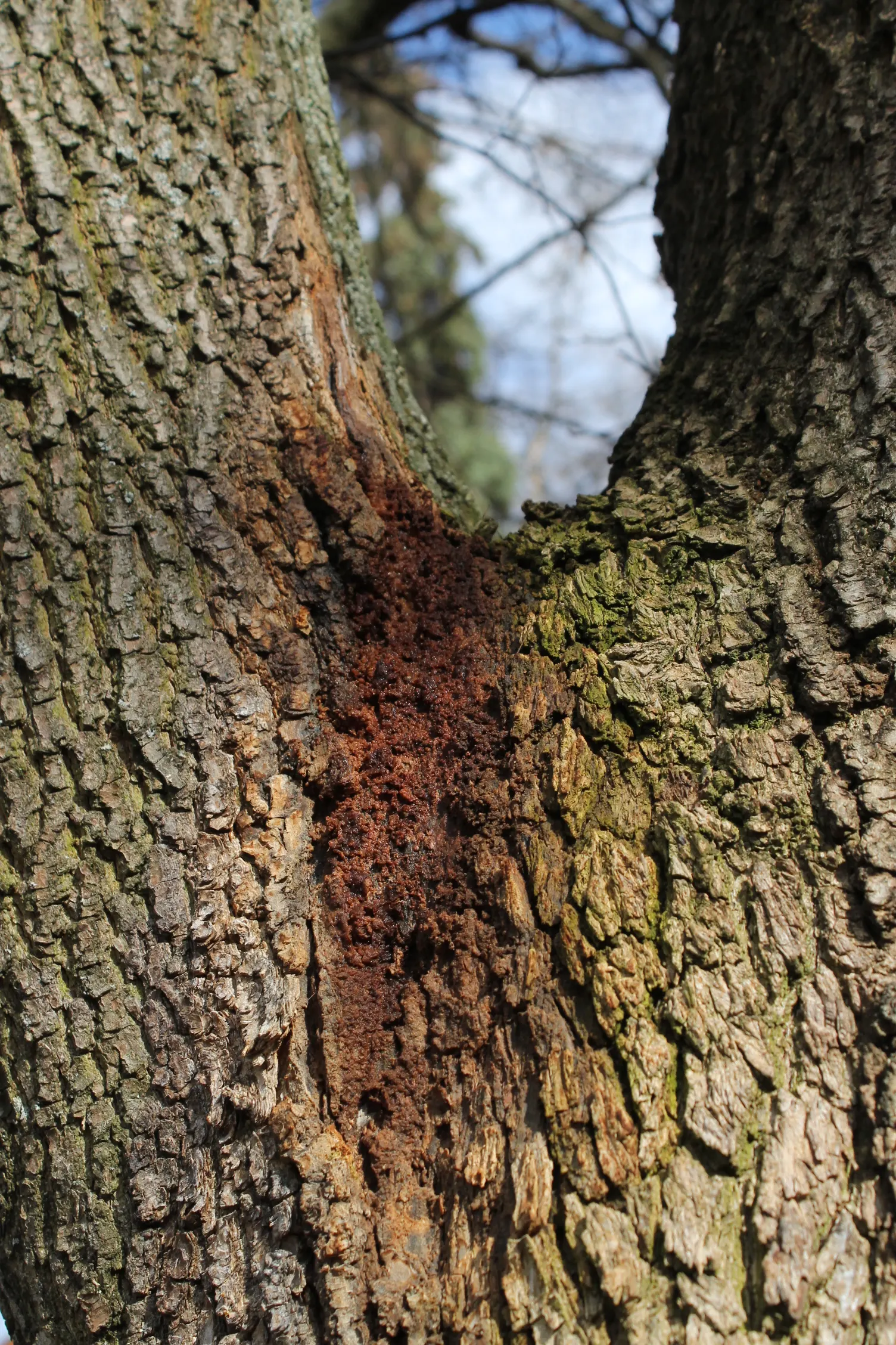 European Hornbeam (Carpinus Betulus) — adaptable to a wide range of soil types
