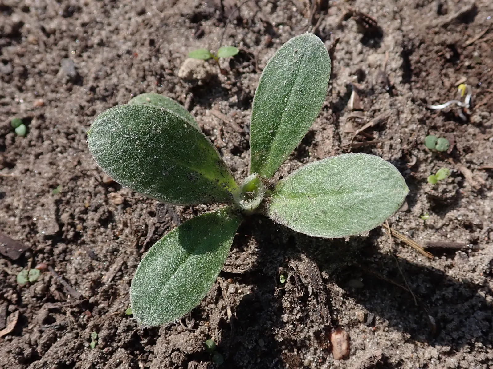 Rose Campion (Lychnis Coronaria) — When designing landscapes; prefers full sun and well-drained soil, image 143