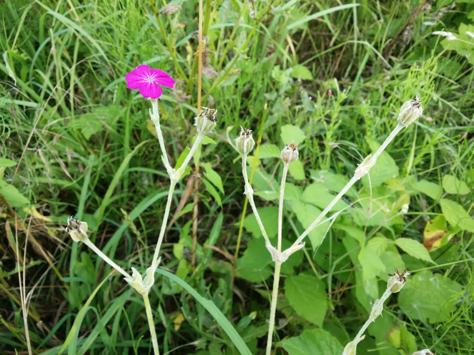 Rose Campion (Lychnis Coronaria) — It typically reaches 2-3 feet in height and spreads about 1-1.5 feet