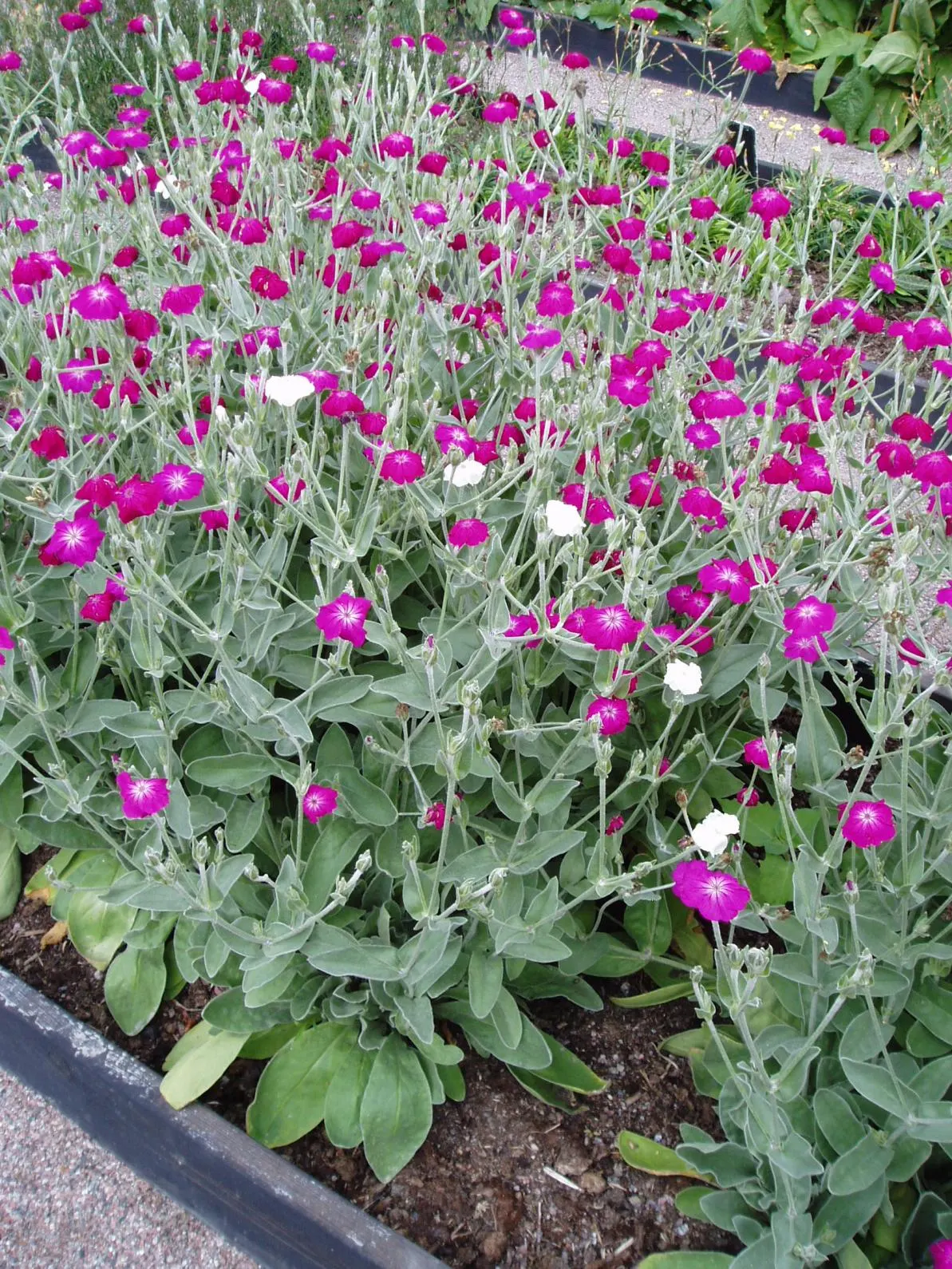 Rose Campion (Lychnis Coronaria) — Drought-tolerant once established, making it a low-maintenance choice for impactful color; it is notably, image 162