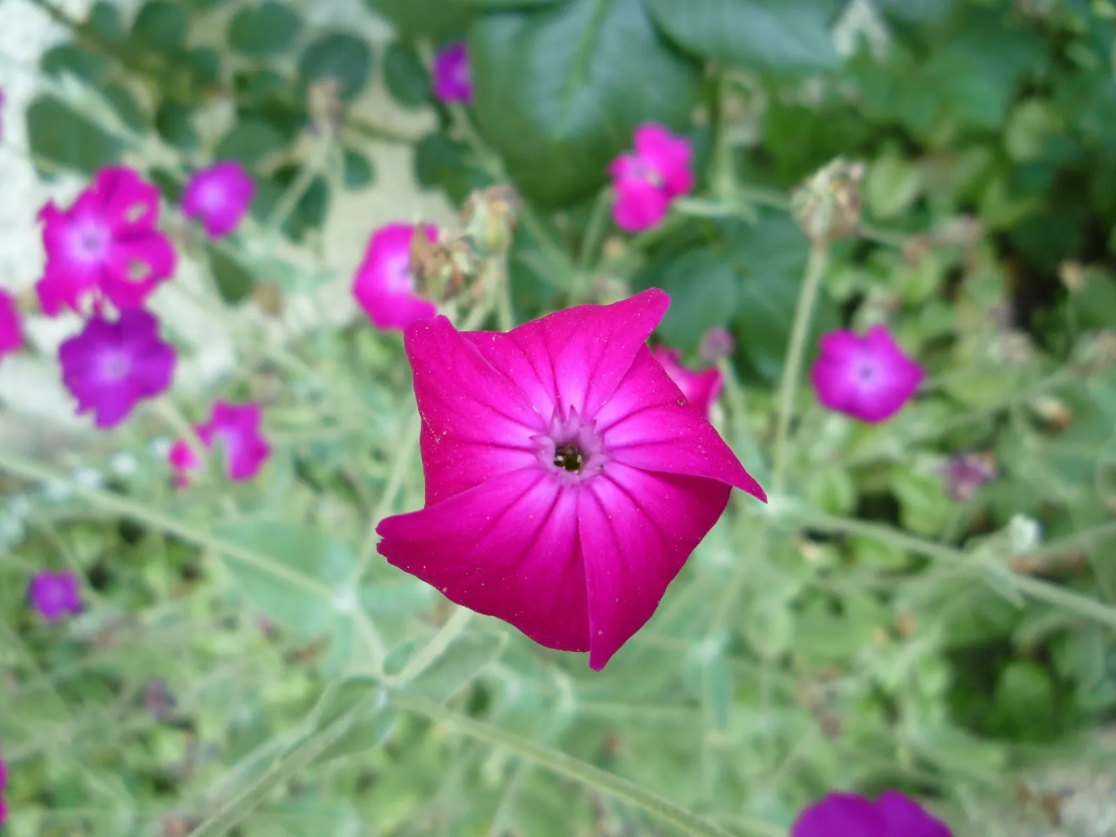 Rose Campion (Lychnis Coronaria) — When designing landscapes; prefers full sun and well-drained soil, image 112