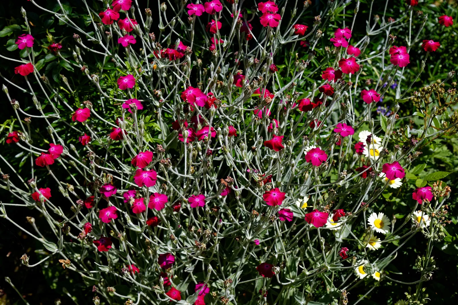 Rose Campion (Lychnis Coronaria) — Rose Campion performs best when planted in full sun to partial shade