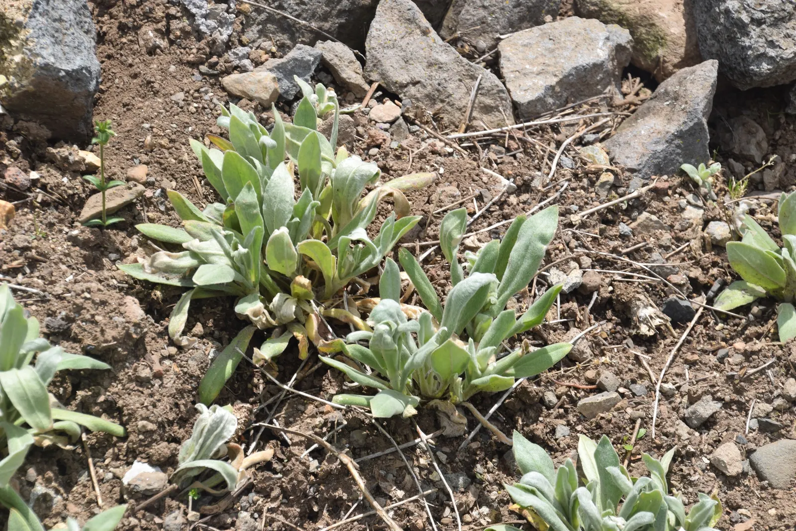 Rose Campion (Lychnis Coronaria) — it is notably drought-tolerant; is a striking perennial that can add a pop of vibrant color to any landscape, image 108