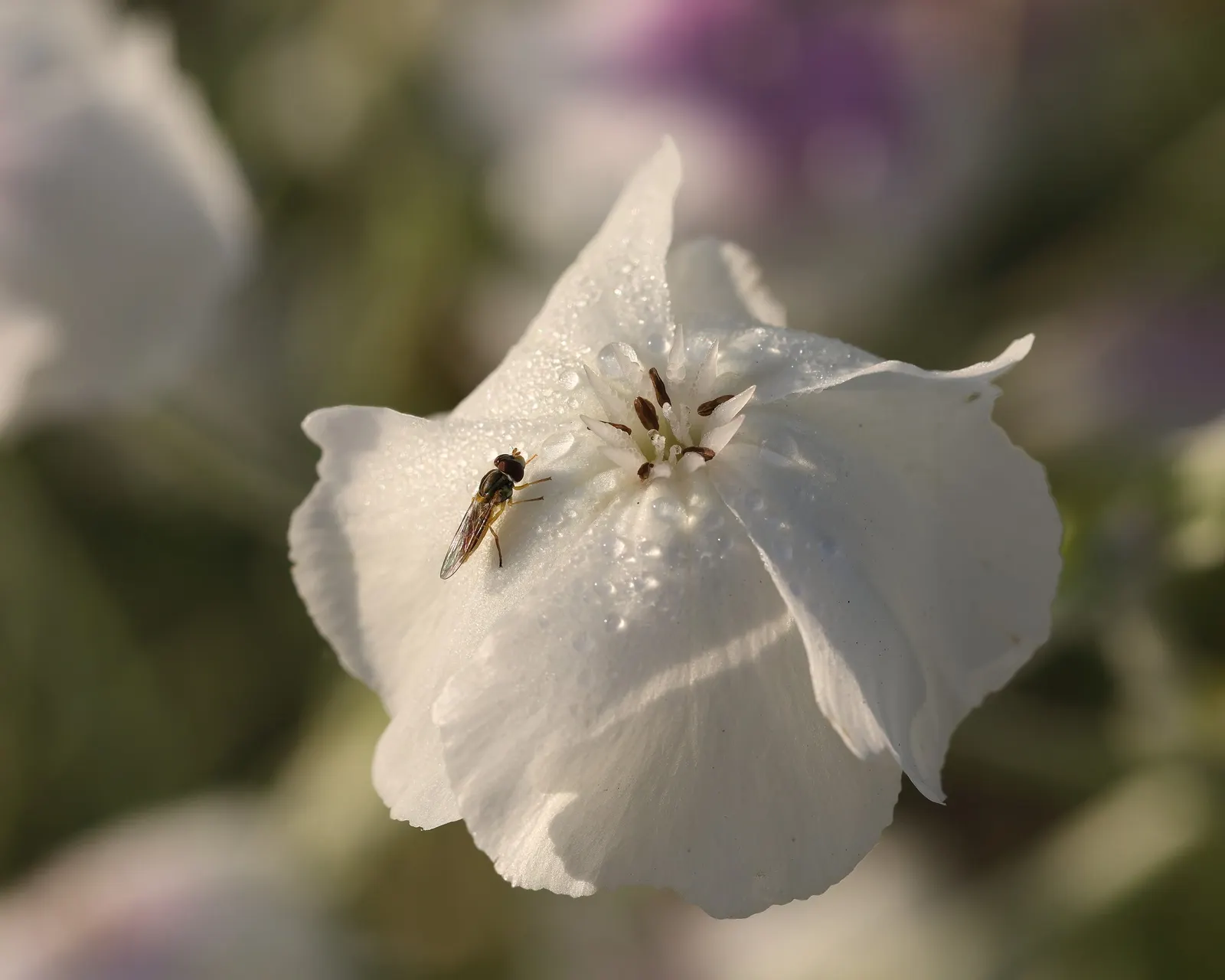 Rose Campion (Lychnis Coronaria) — Drought-tolerant once established, making it a low-maintenance choice for impactful color; it is notably, image 100